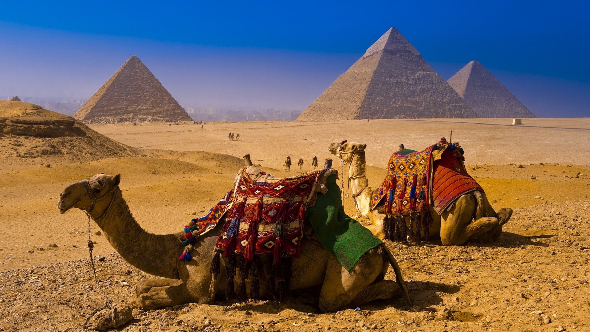 1920x1080 Famous places camel pyramid desert bedouin sphinx travel pharaoh mammal HD  wallpaper. Android wallpapers for free.
