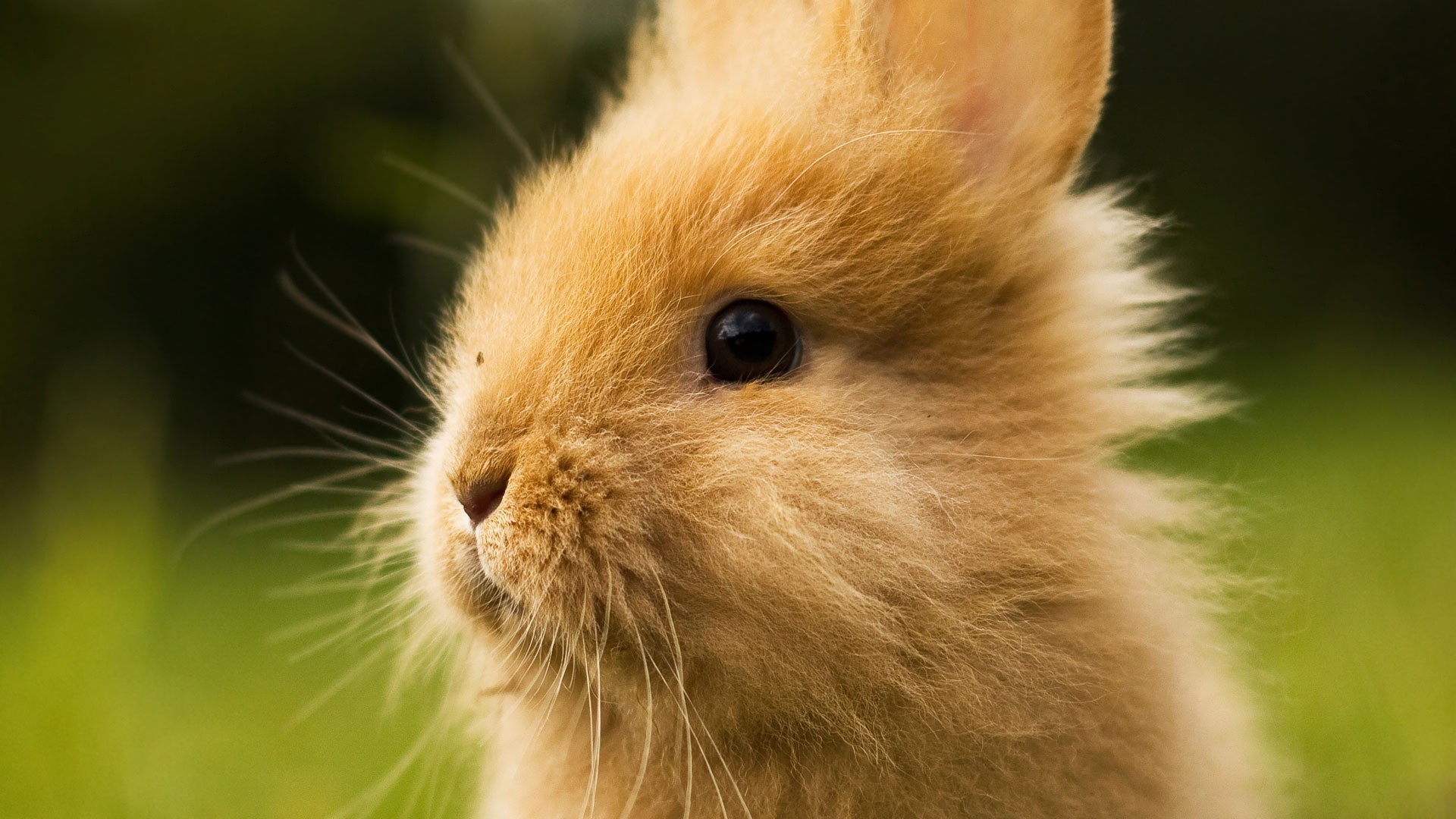 1920x1080 Cute Bunny Pictures Images on