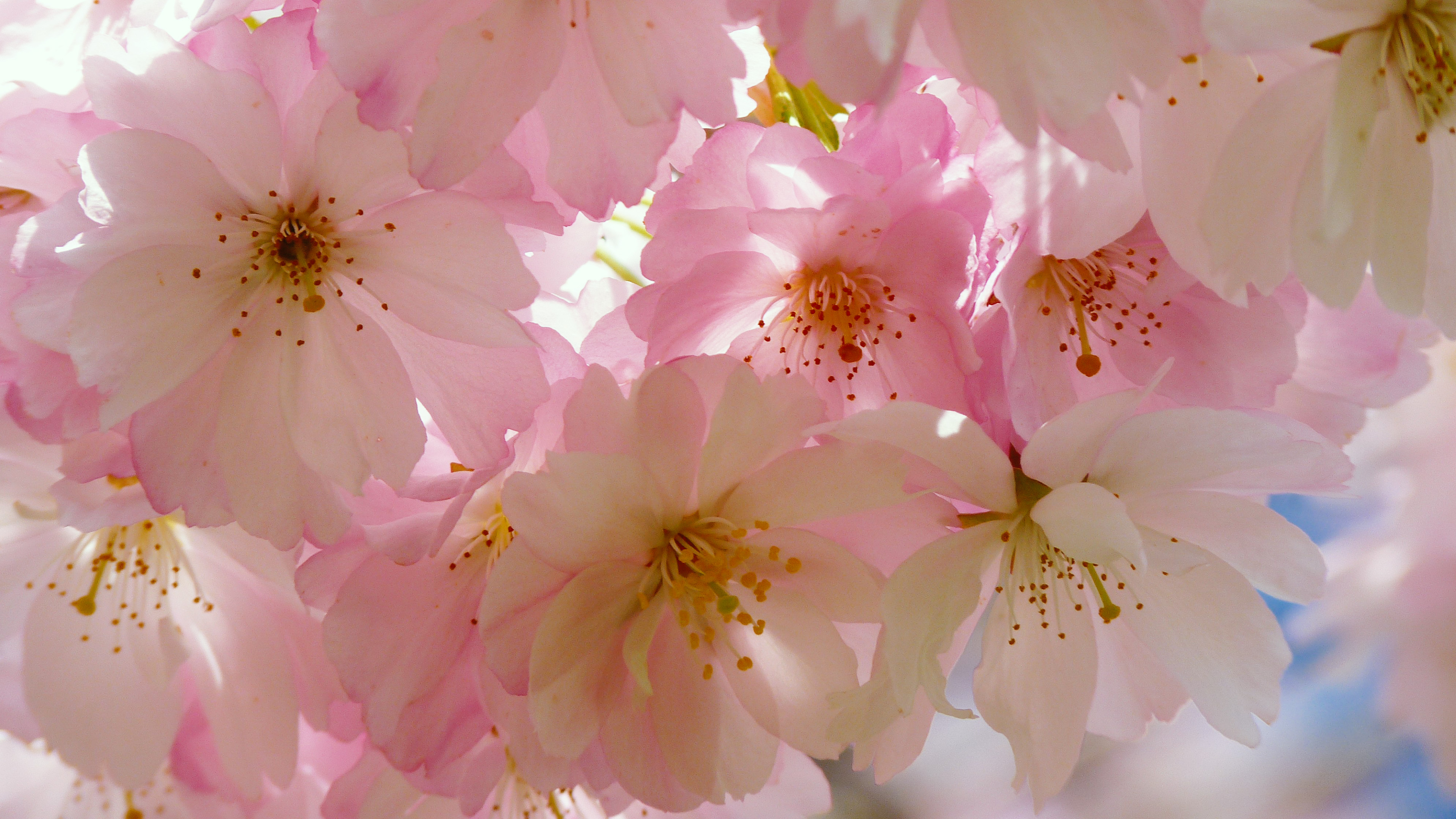 3840x2160 Japanese Cherry Blossom 4K Wallpaper Download Japanese Cherry Blossom 4K  Wallpaper Download