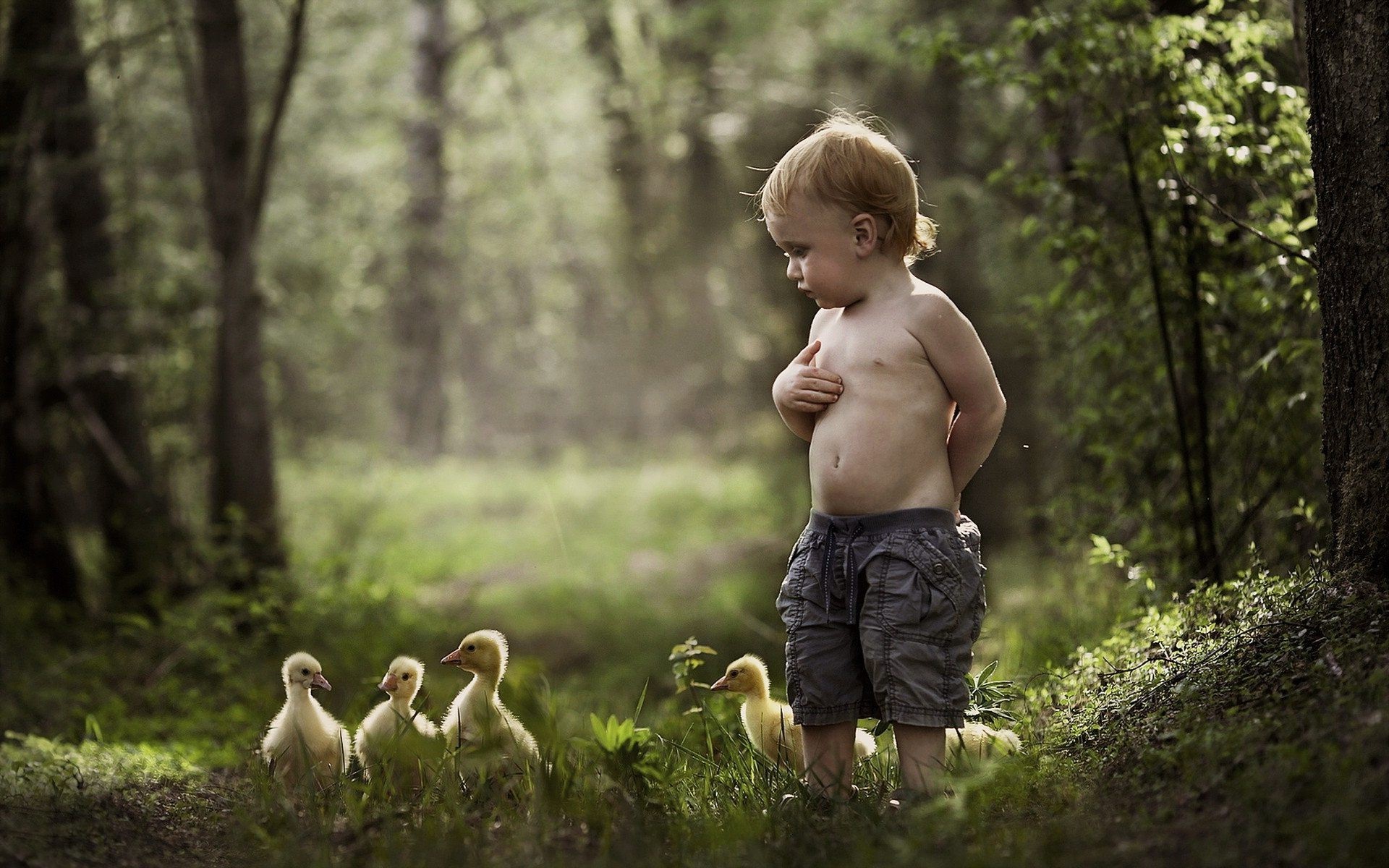 1920x1200 Cute Little Baby Boy with Chicks in Park HD Images