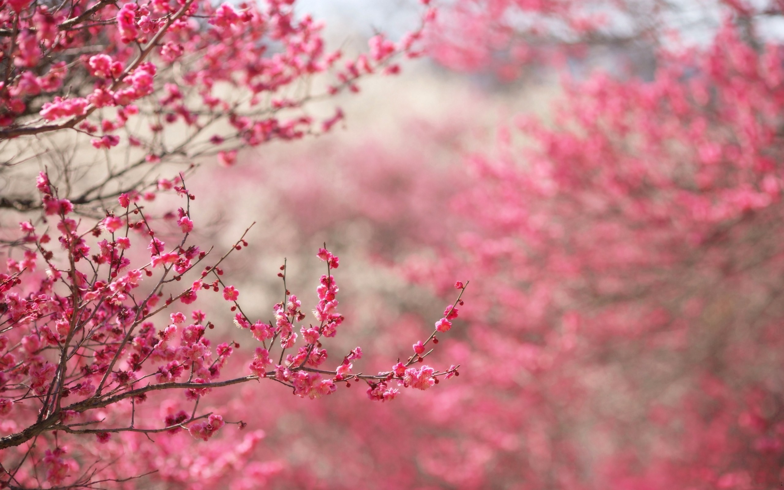 2560x1600 Photo Spring Cherry Flowers Nature