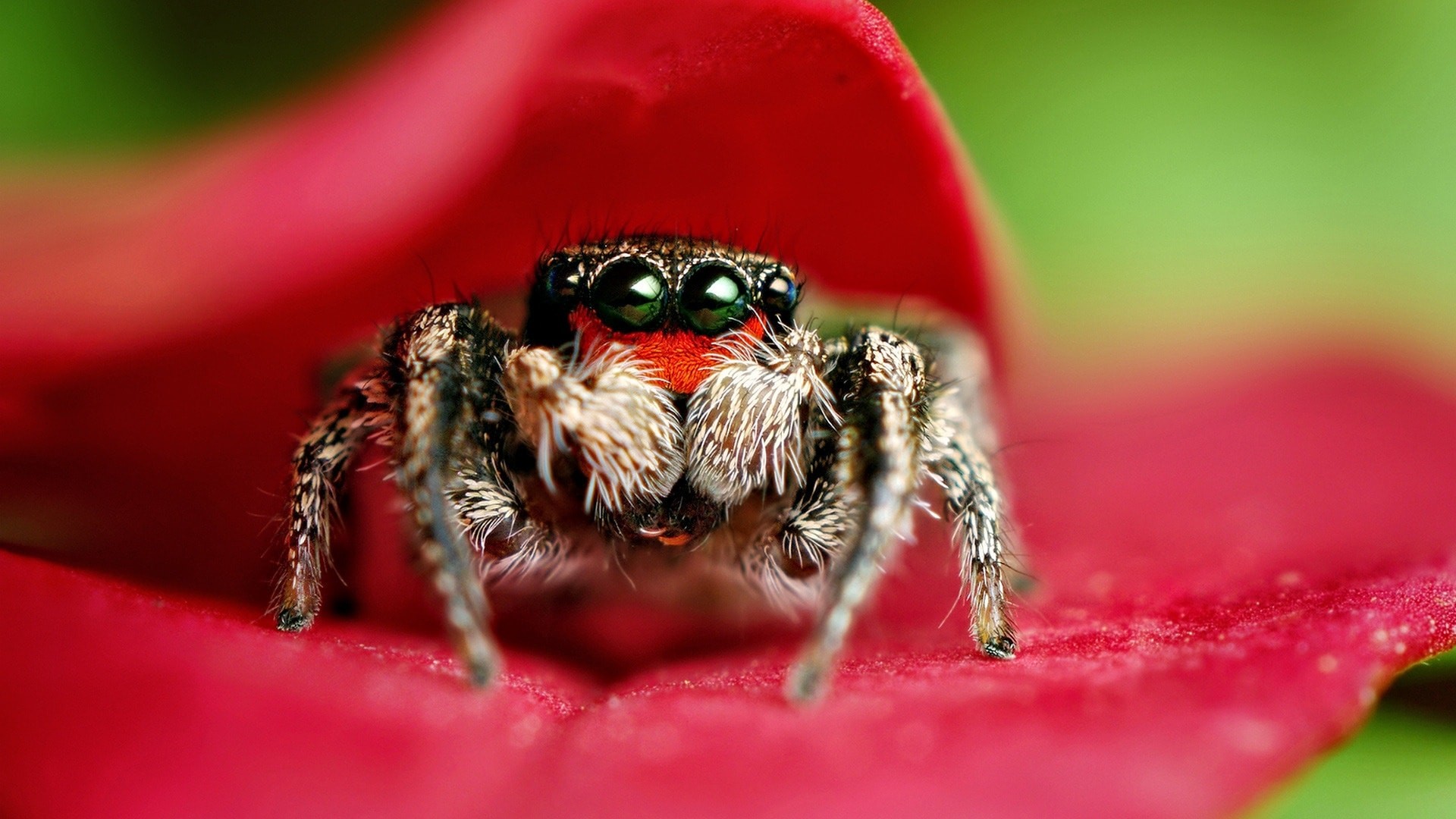 1920x1080 Jumping spider Wallpapers Jumping spider widescreen wallpapers
