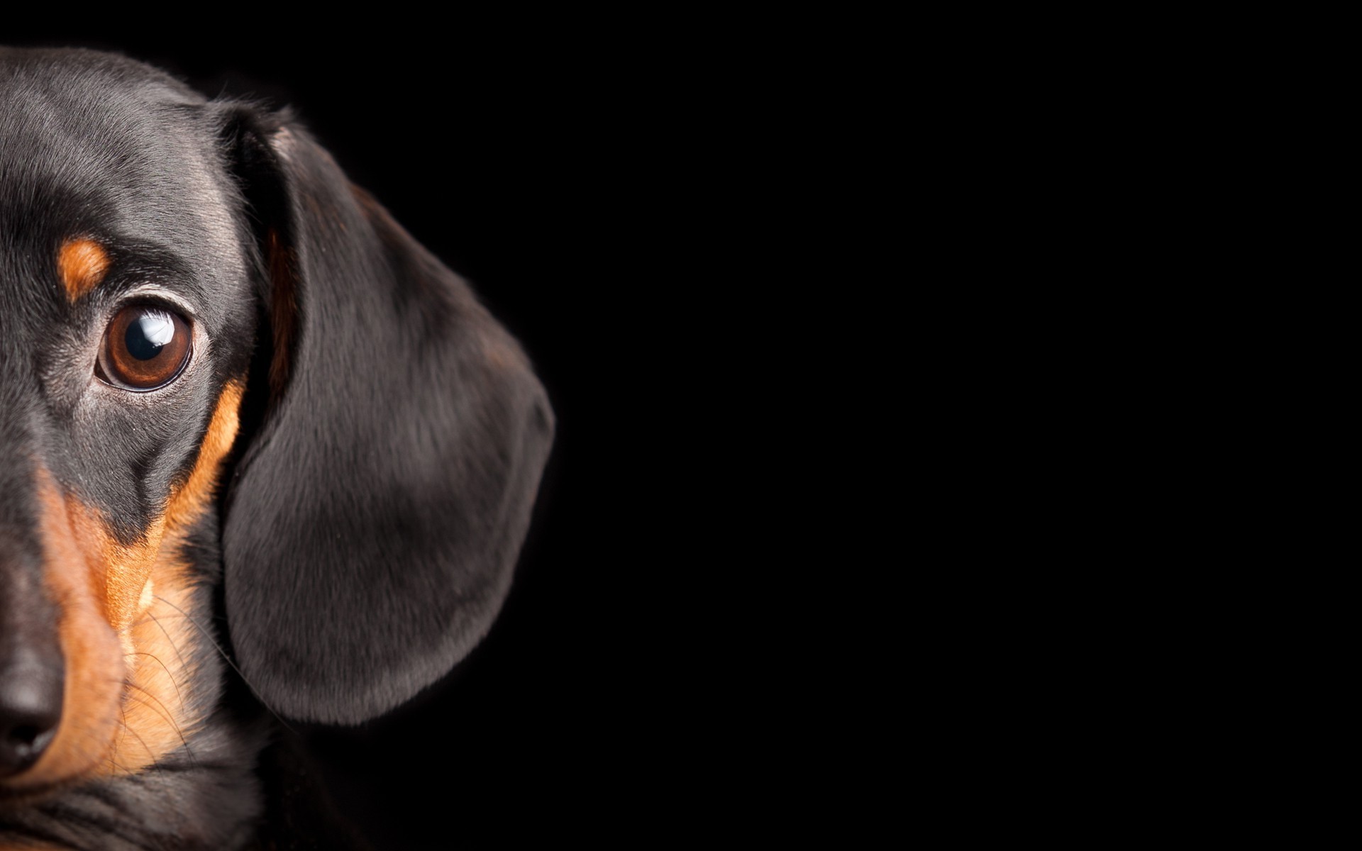 1920x1200 dog, Animals, Black Background Wallpapers HD / Desktop and Mobile  Backgrounds
