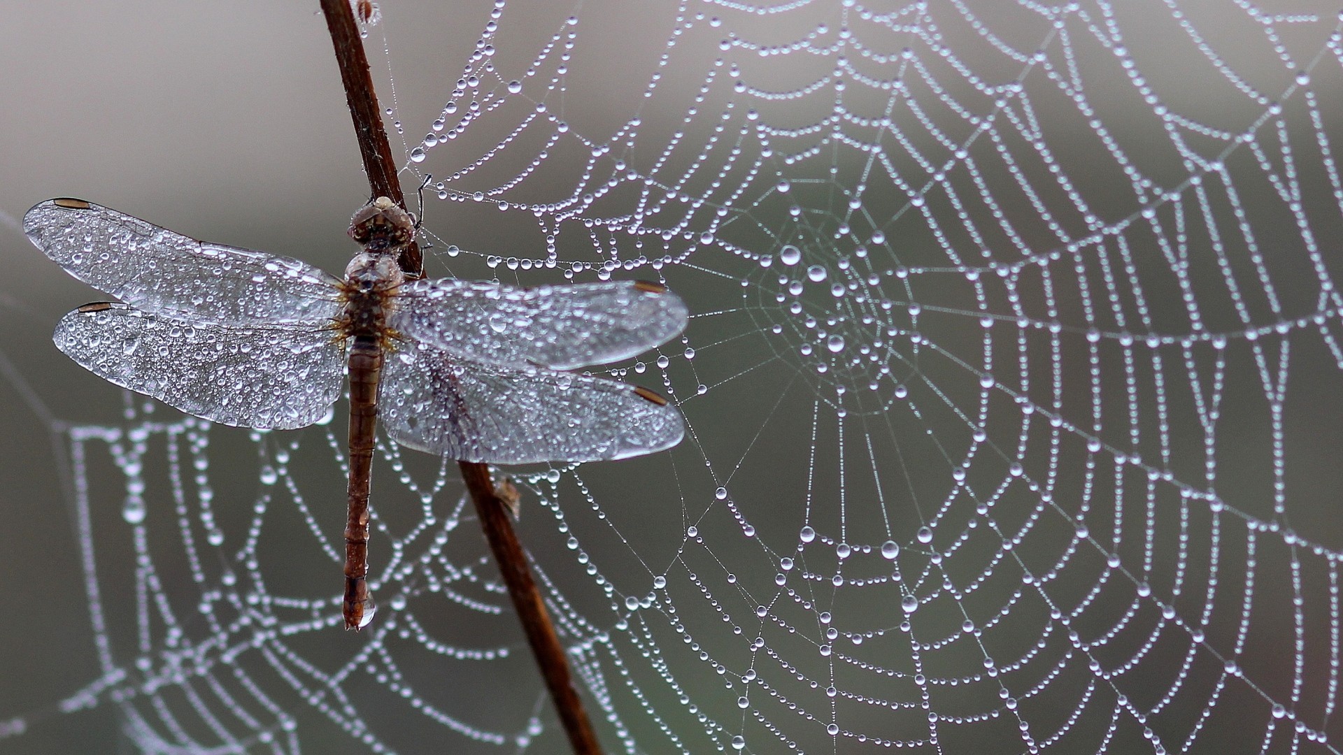 1920x1080  Wallpaper dragonfly, spider web, ice, drops
