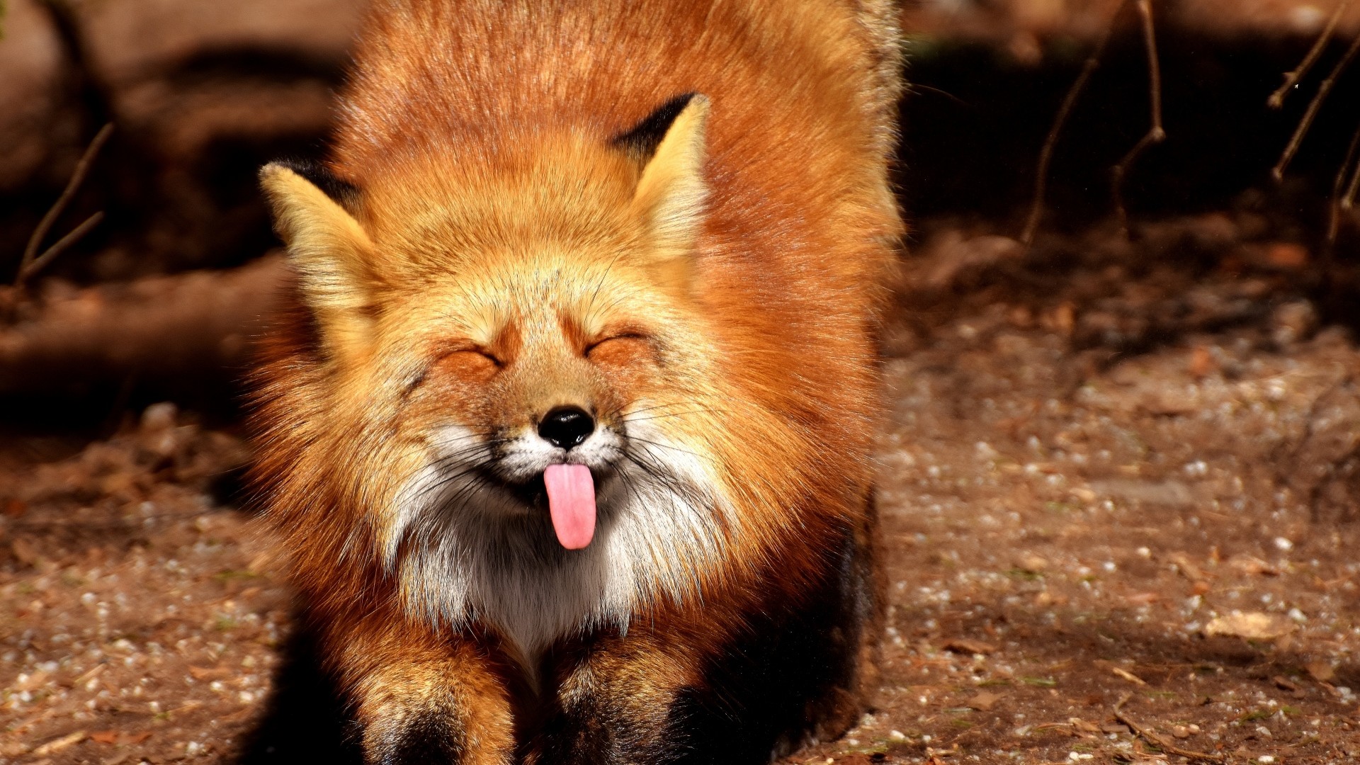 1920x1080 Preview wallpaper fox, funny, protruding tongue 