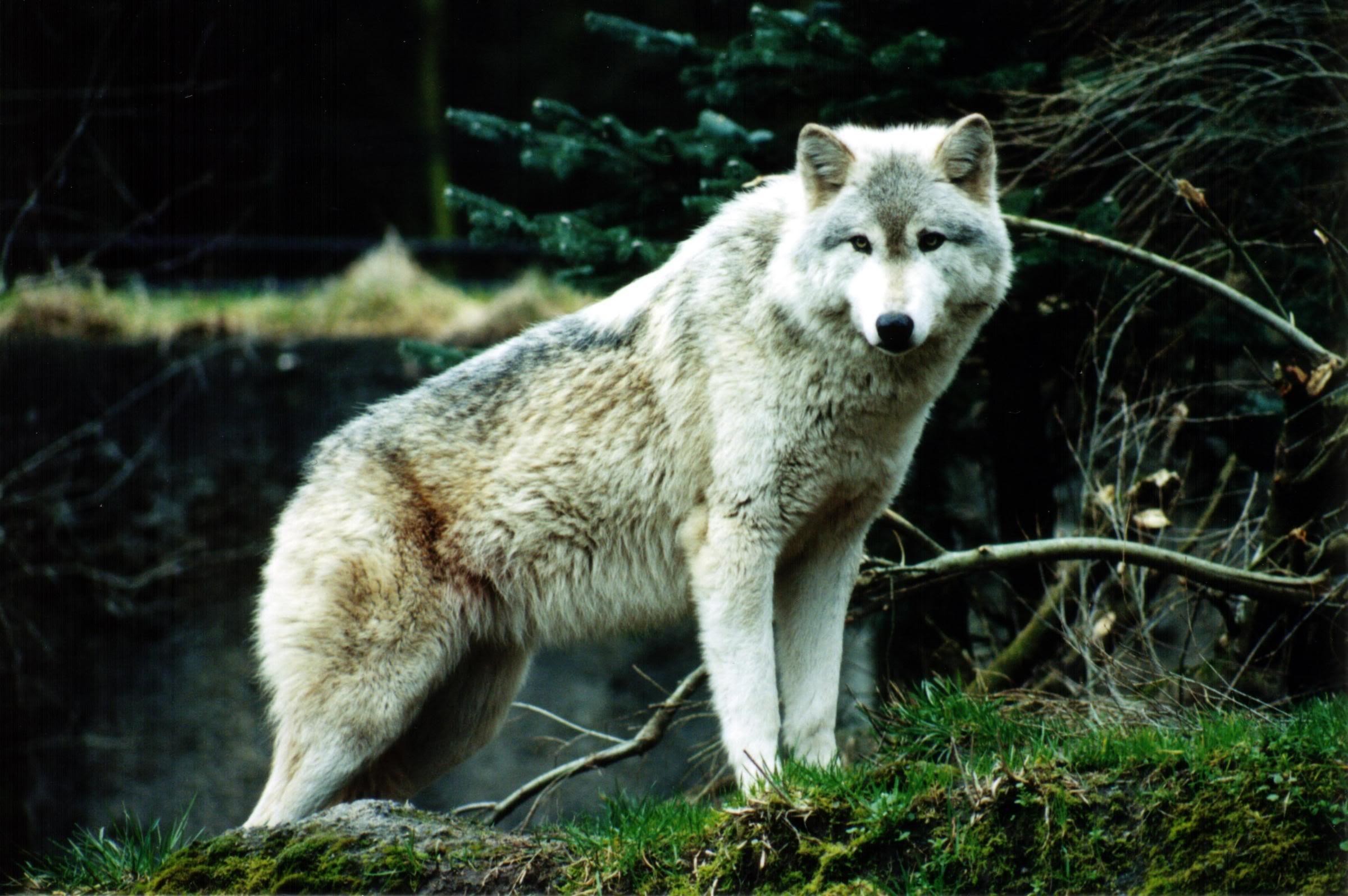 2400x1596 The White Wolf