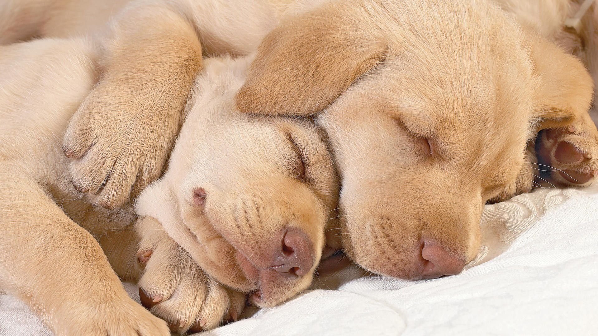1920x1080 Sleeping Labrador Puppies 842105
