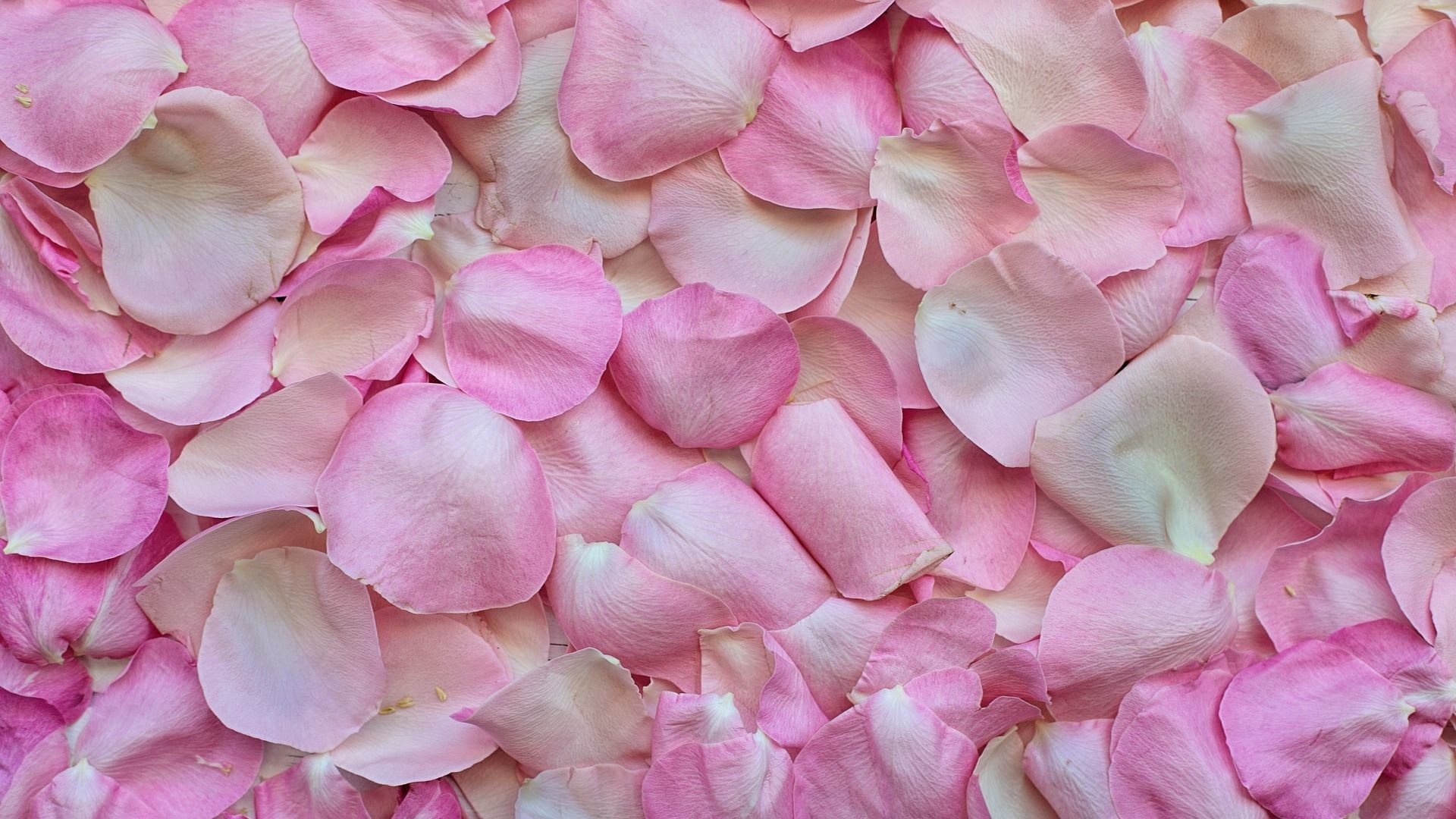 1920x1080 Pink Rose Petals Wallpaper