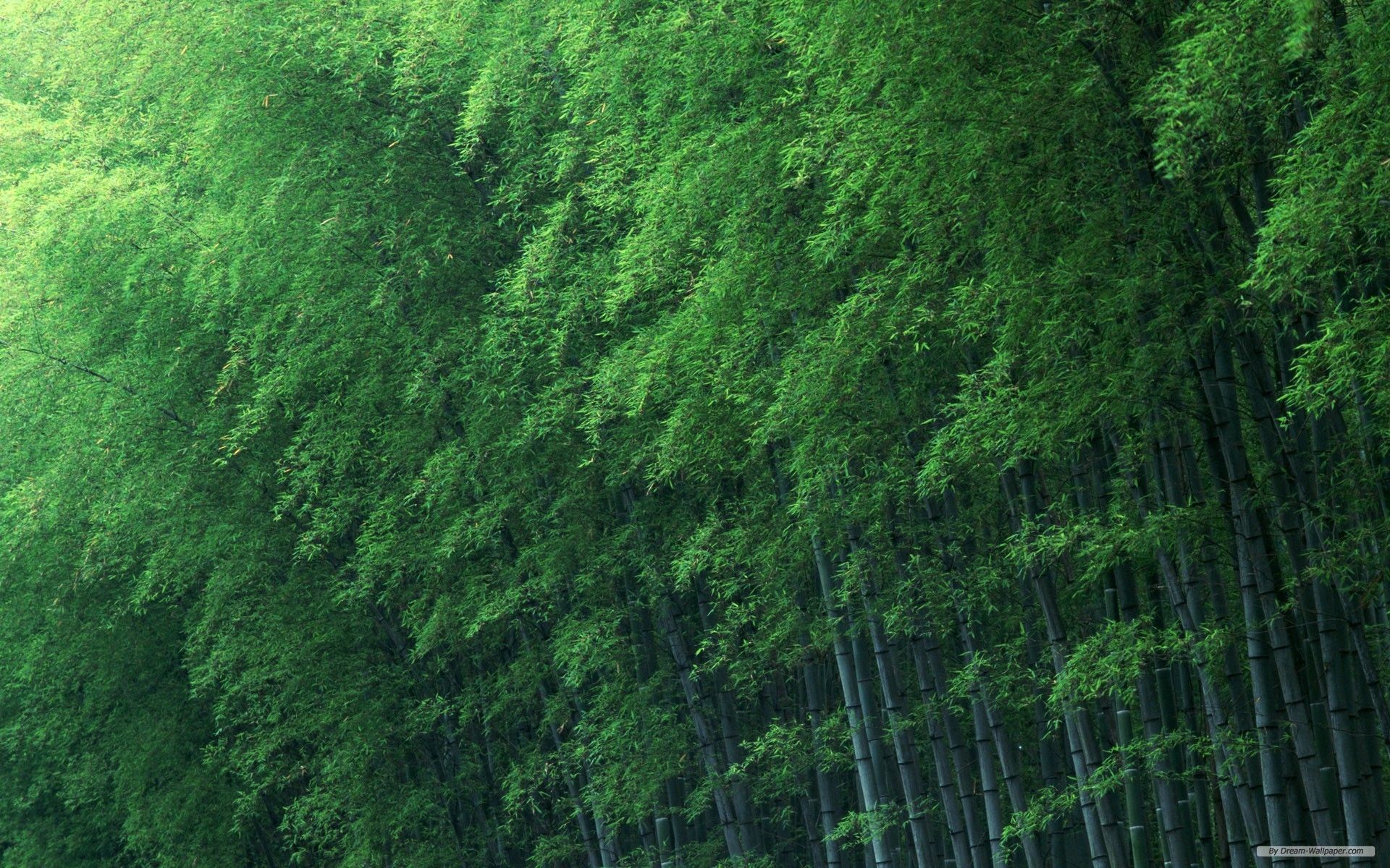 1920x1200 Free Wallpaper - Free Nature wallpaper - Bamboo Forest wallpaper .