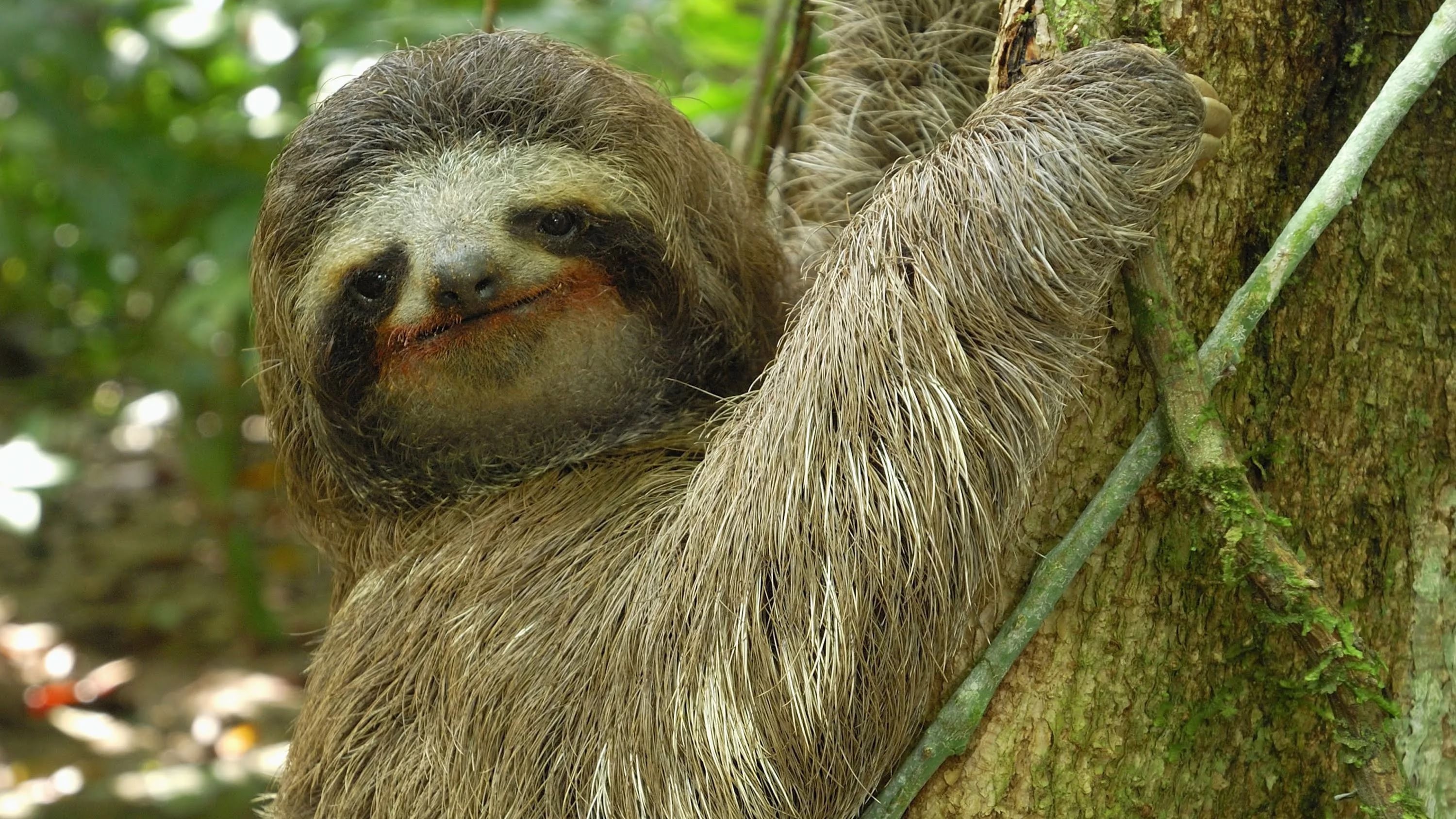 3000x1688 ... Sloth Wallpaper for Computer ...