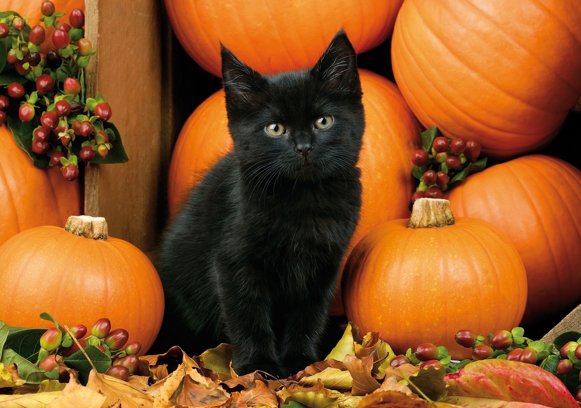 2020x1420 Black Cat Halloween Wallpaper | Autumn kitten berries black cat fall leaves  HD Wallpaper