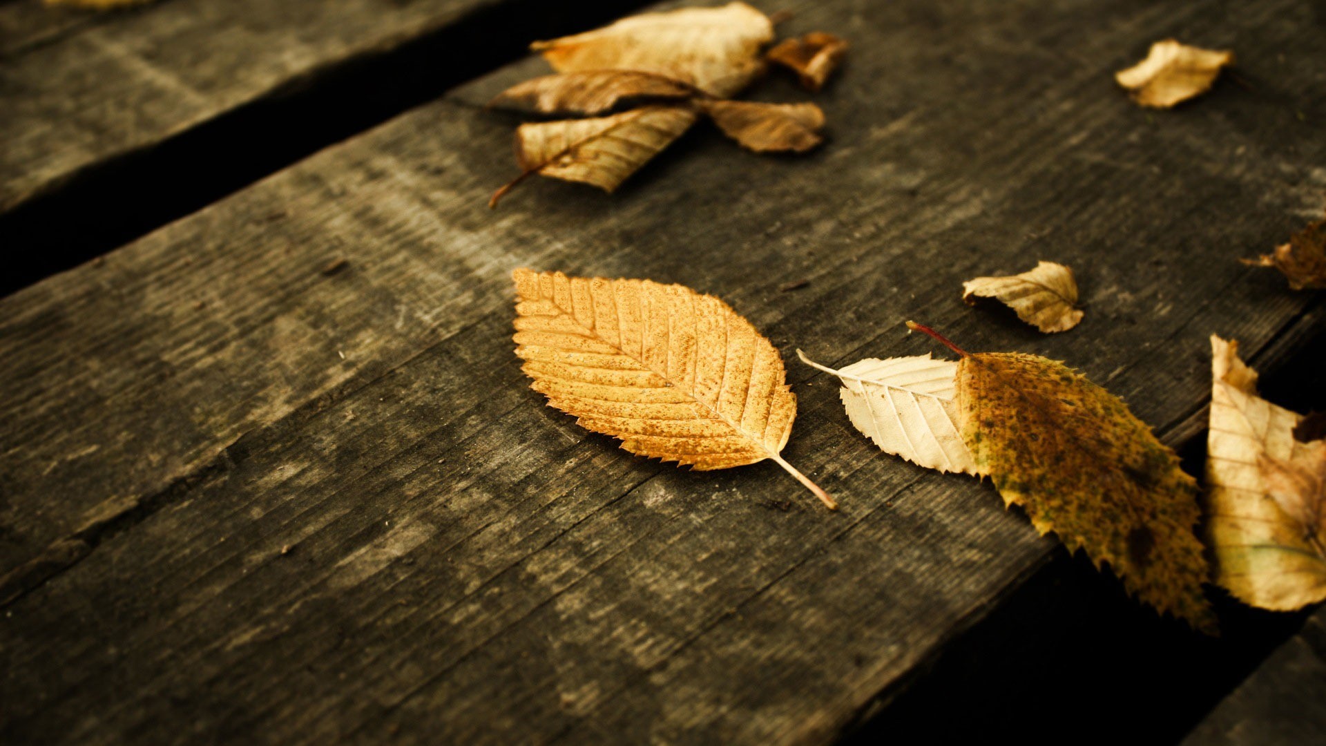 1920x1080 Sfondi Desktop gratis Â· Animali e Natura Â· Natura Autumn wallpapers -  fallen leaves