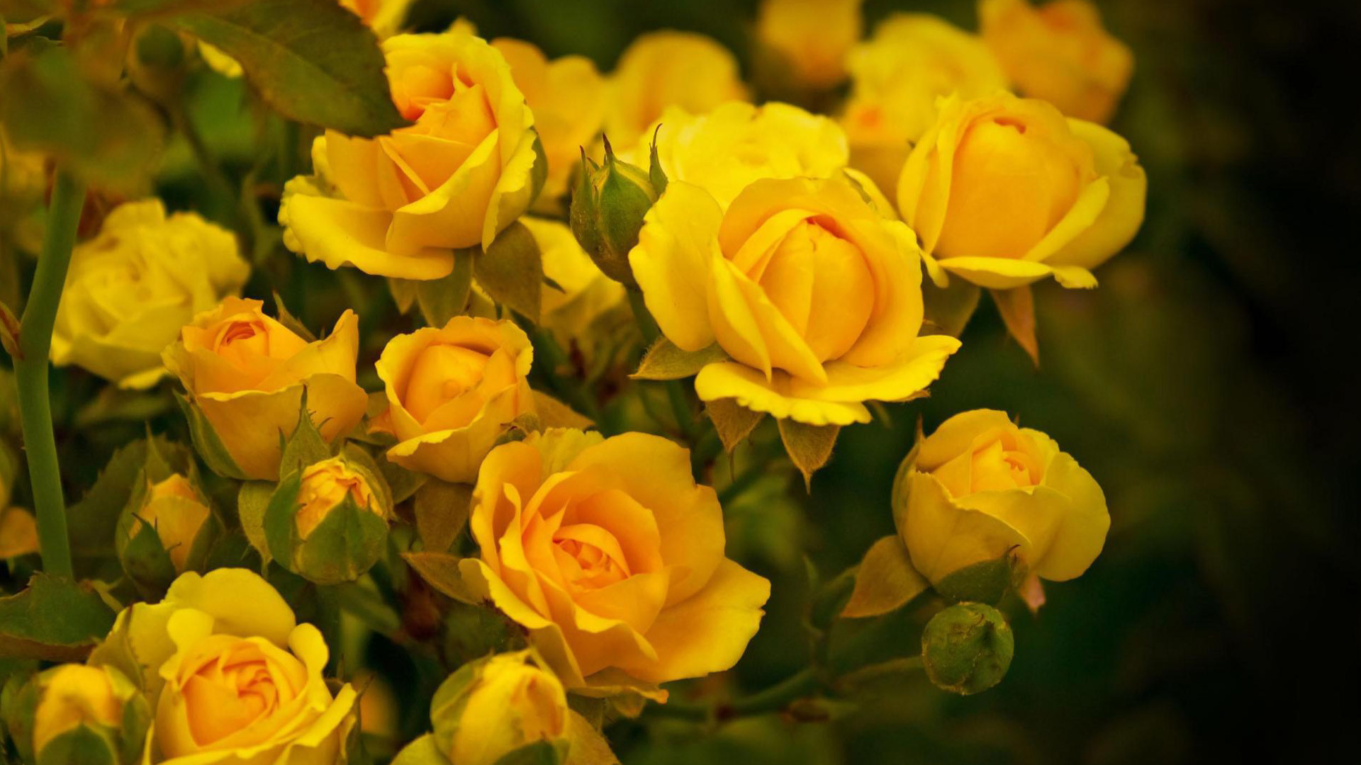 1920x1080 ... Yellow Roses wallpaper | 2560x1600 | #7585 ...