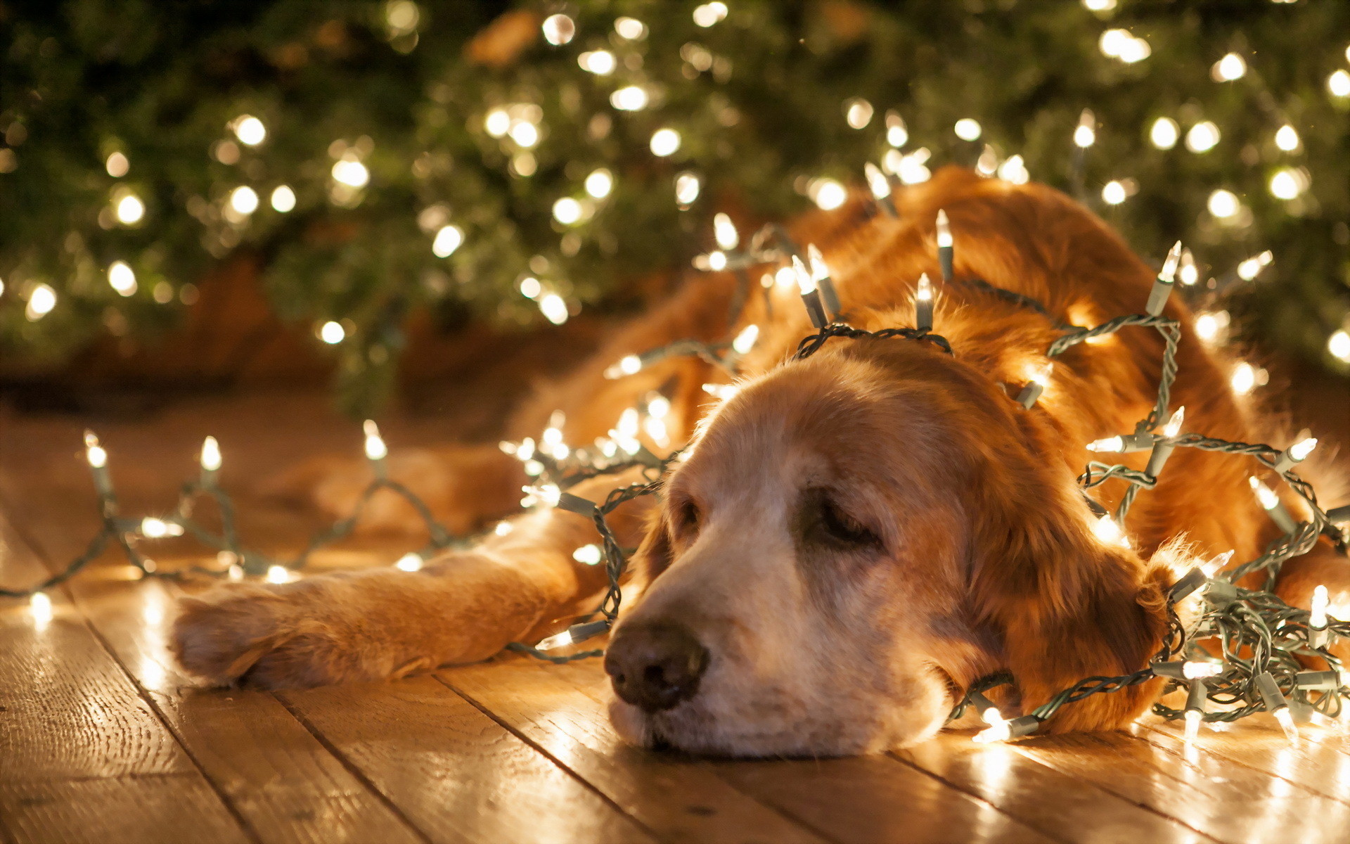 1920x1200  christmas new year lights bright animals dogs humor funny  wallpaper