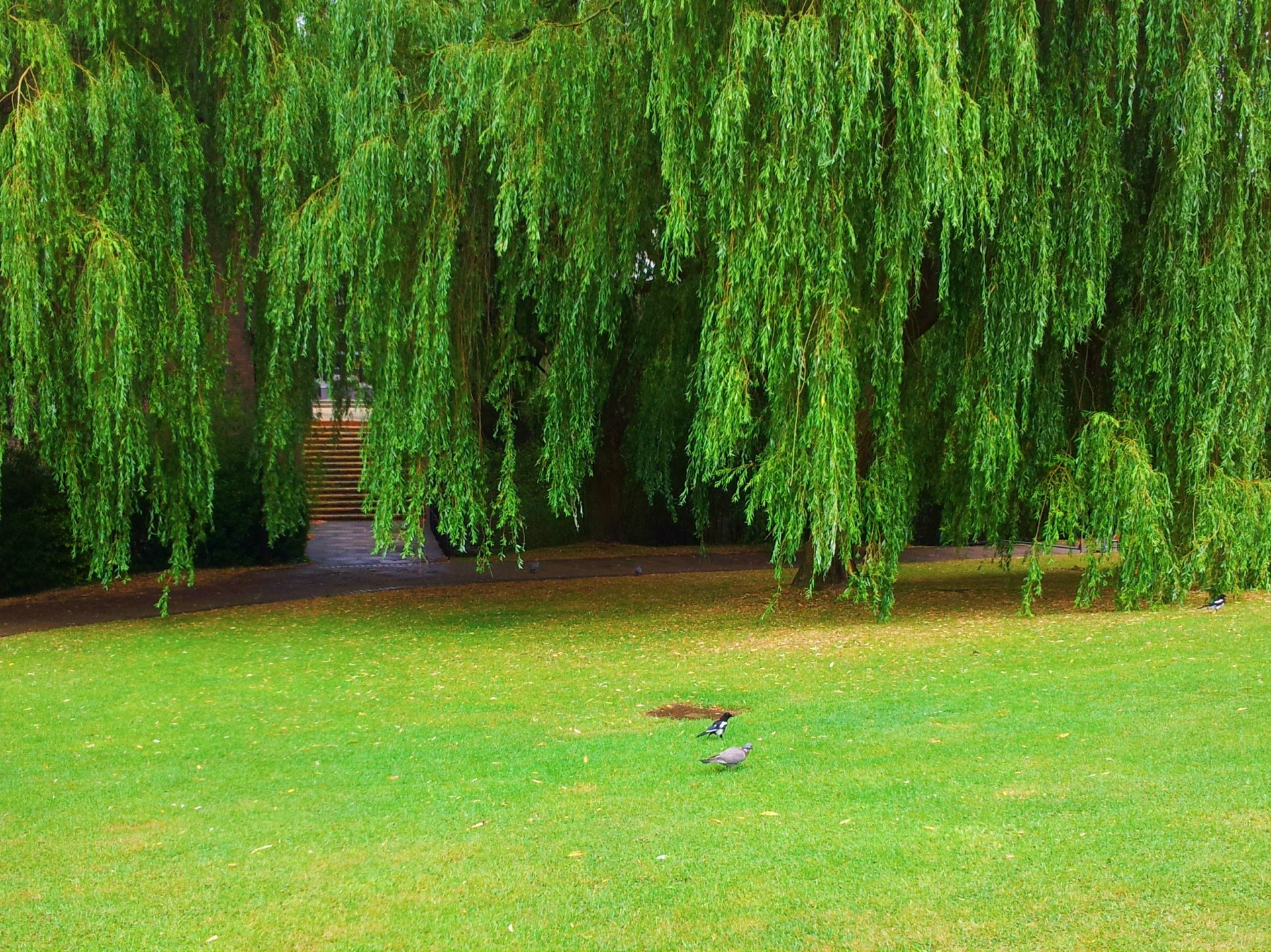 1920x1439 Weeping Willow Tree