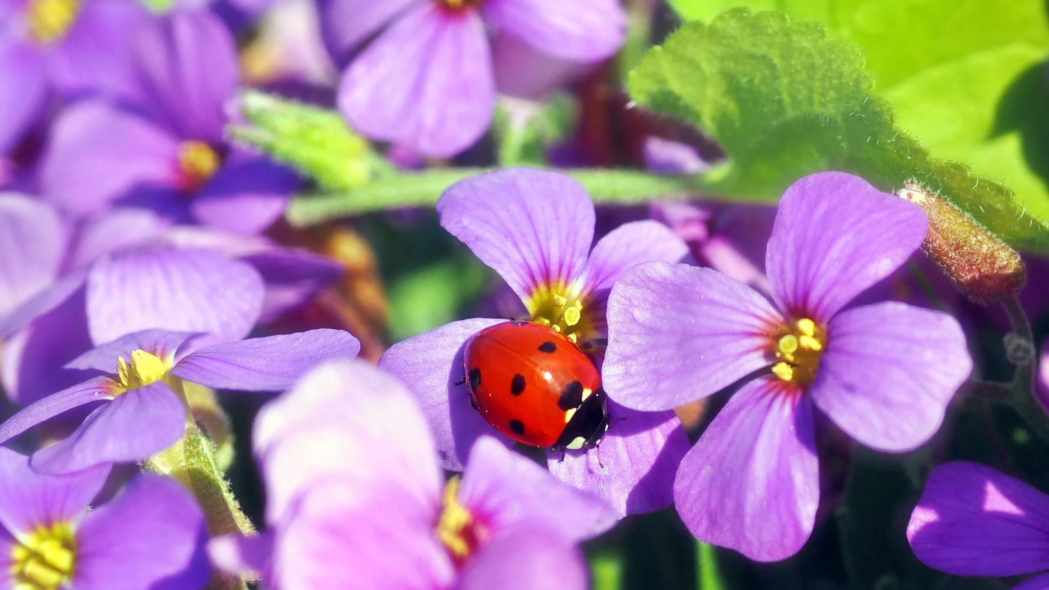 2048x1152  Wallpaper flowers, ladybug, insect