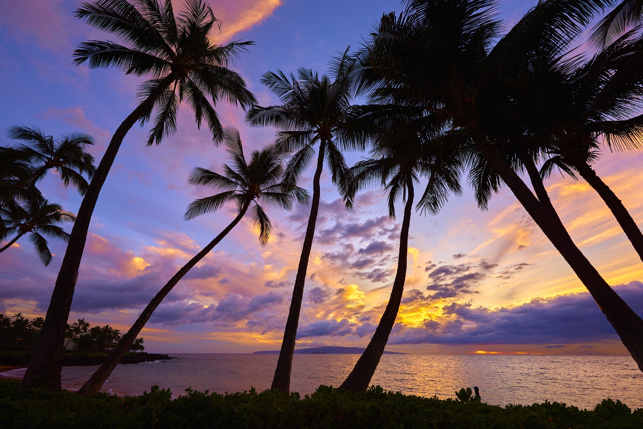 2048x1367 Earth Palm Tree Tree Silhouette Ocean Sea Tropical Sunset Horizon HD  Wallpaper - HD Wallpapers