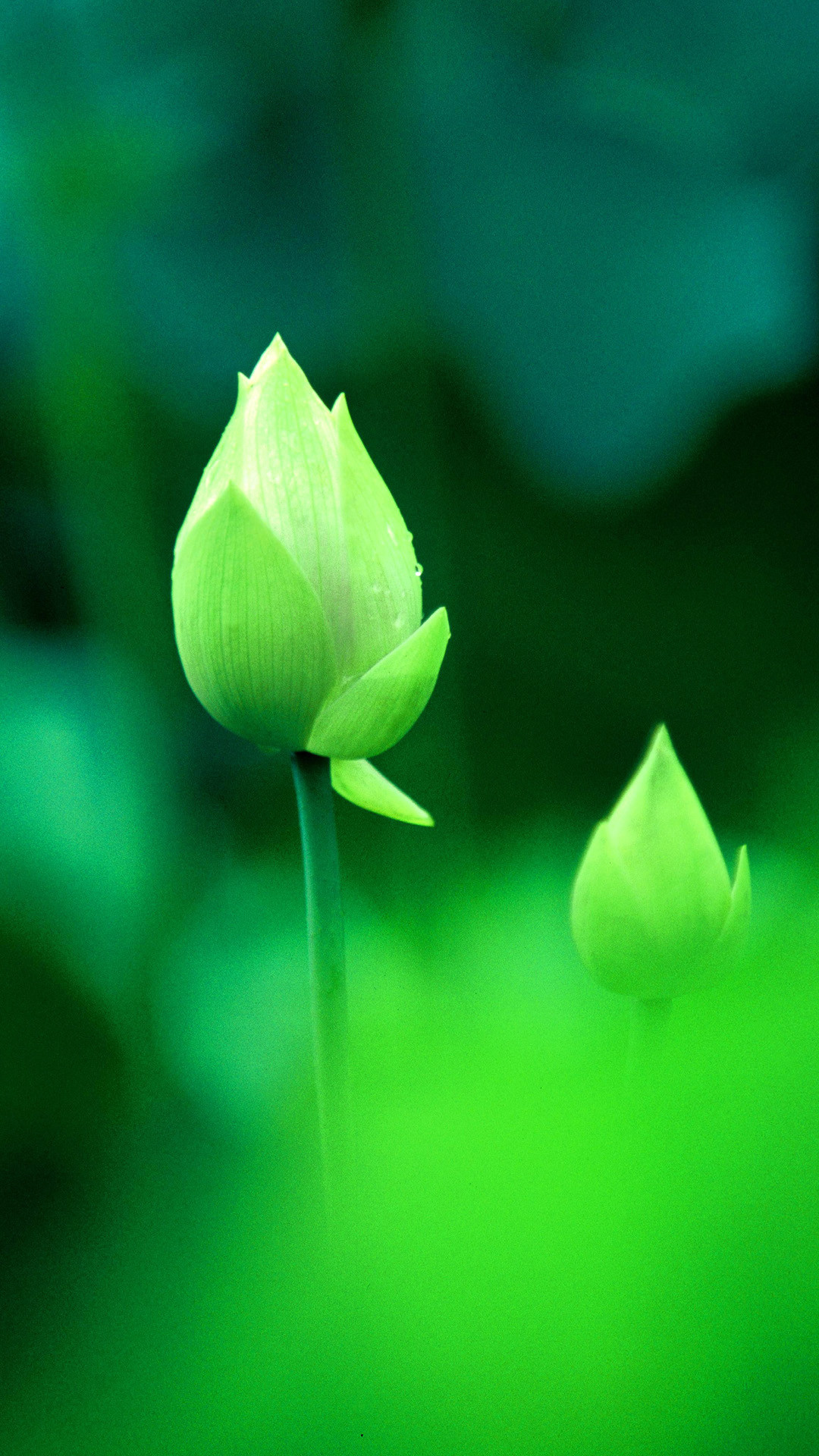 1080x1920 Fresh Green Lotus Bud Macro Bokeh iPhone 8 wallpaper