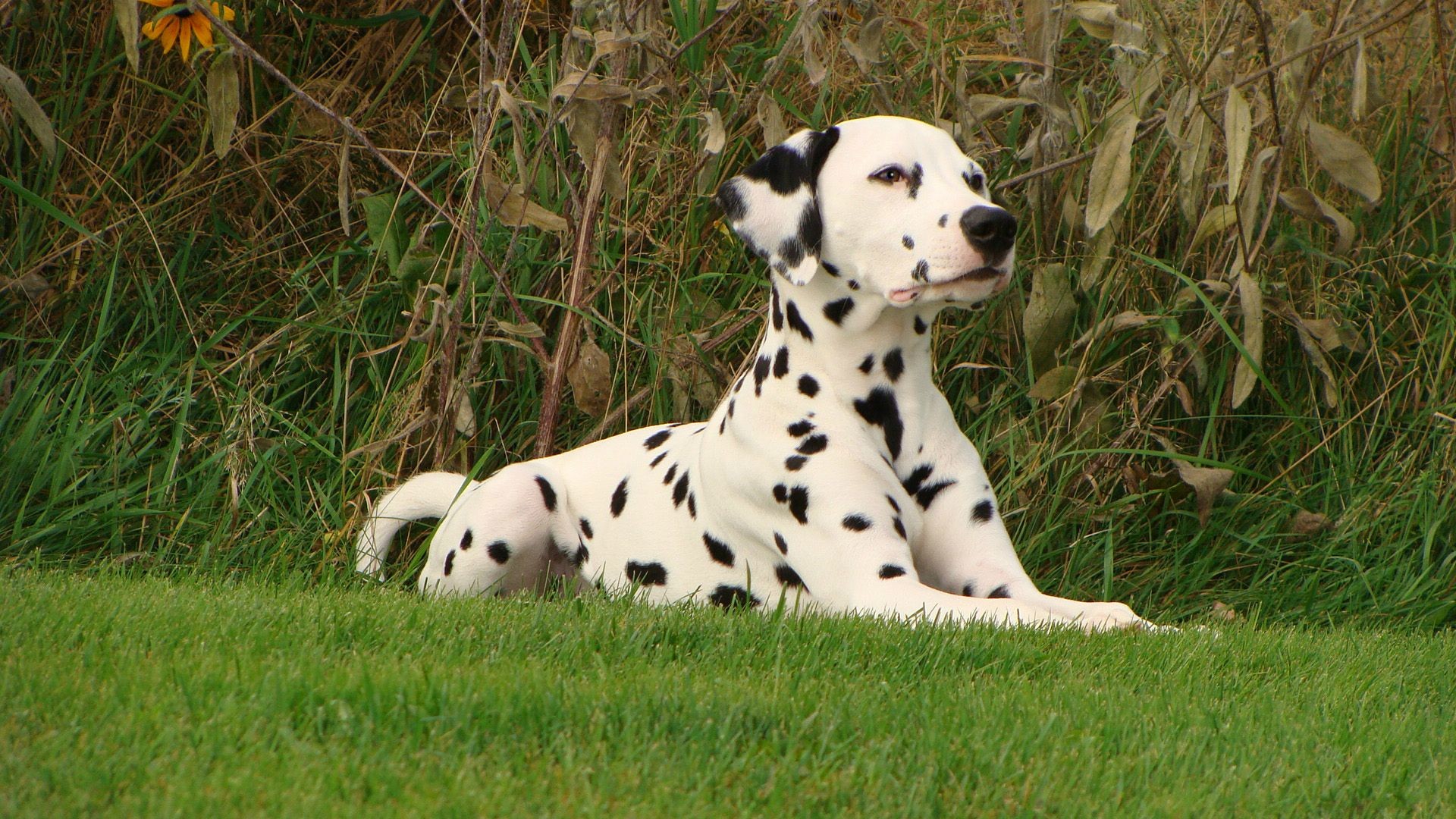 1920x1080 Dalmation Dog Wallpapers, Pictures, Images