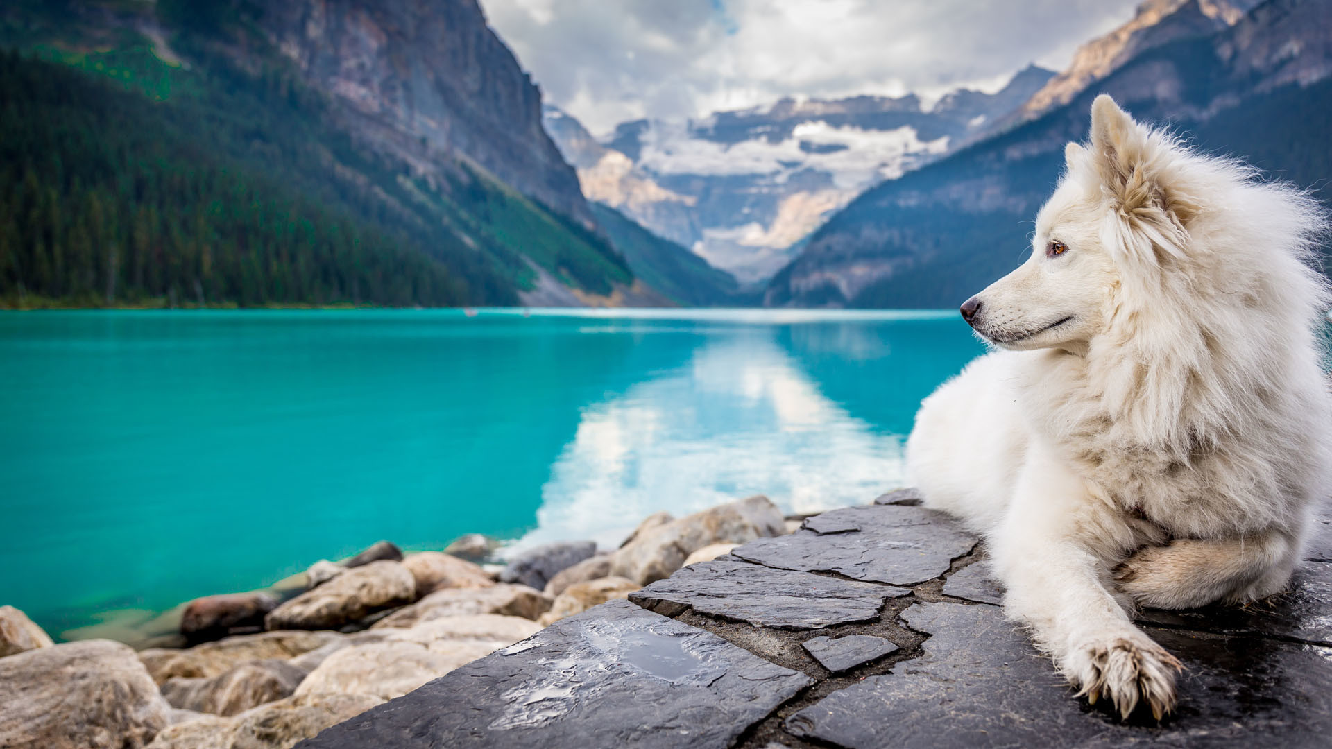 1920x1080 A white Dog sitting on a Rock Formation near a Large Mountain pond  [] ...