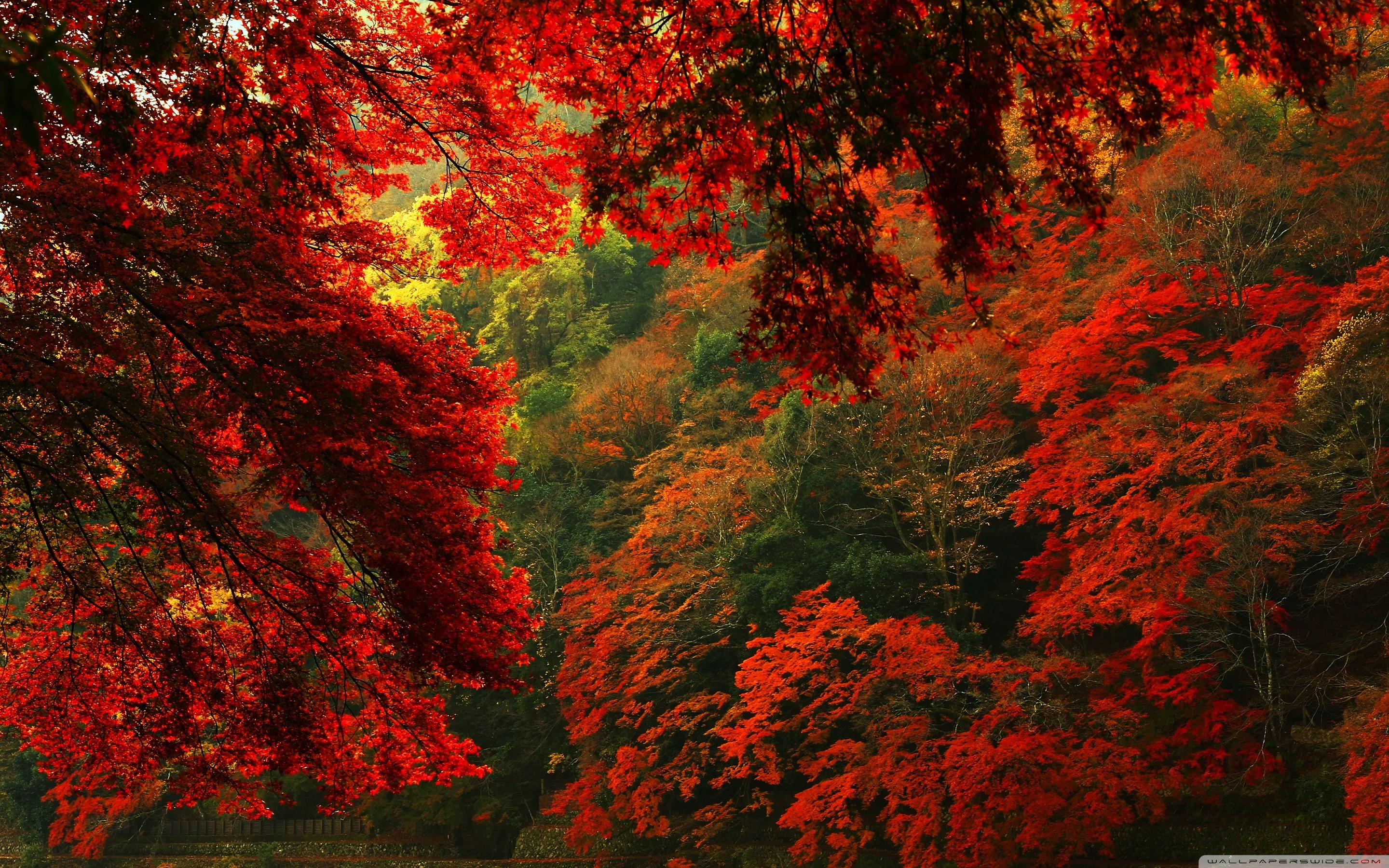 2880x1800 ... Red and Green Forest HD HD Wallpaper 