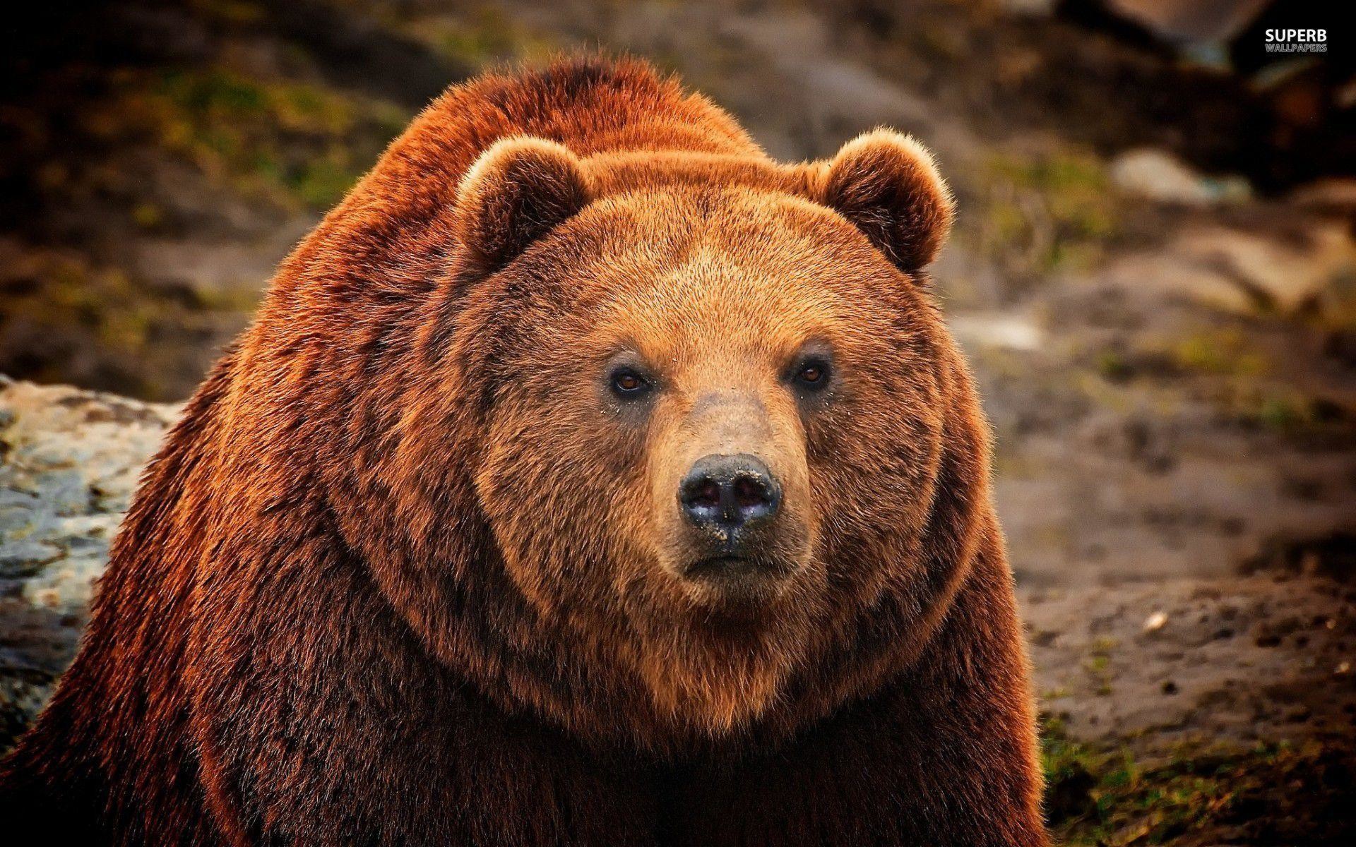 1920x1200 Grizzly Bear Computer Background | Animal HD Wallpapers
