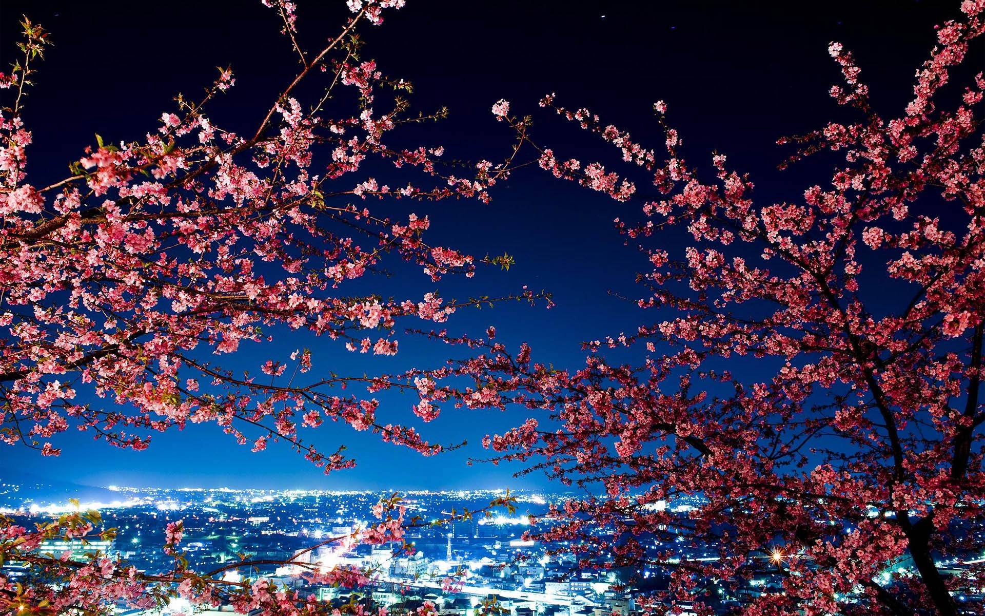 1920x1200 Cherry Blossoms at night in Tokyo, photos download to your desktop, p /  