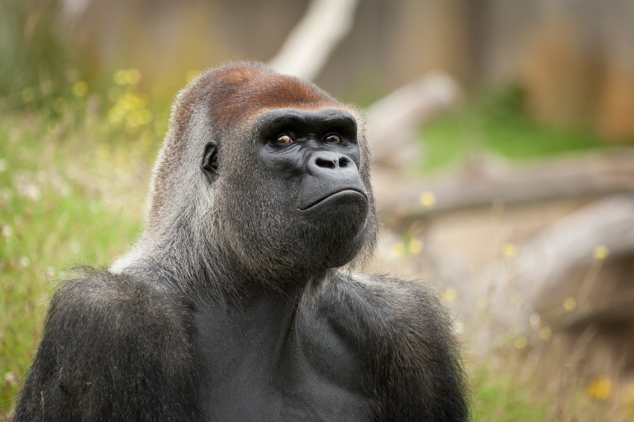 2048x1365 pictures-of-gorilla-wallpaper-wp6601550