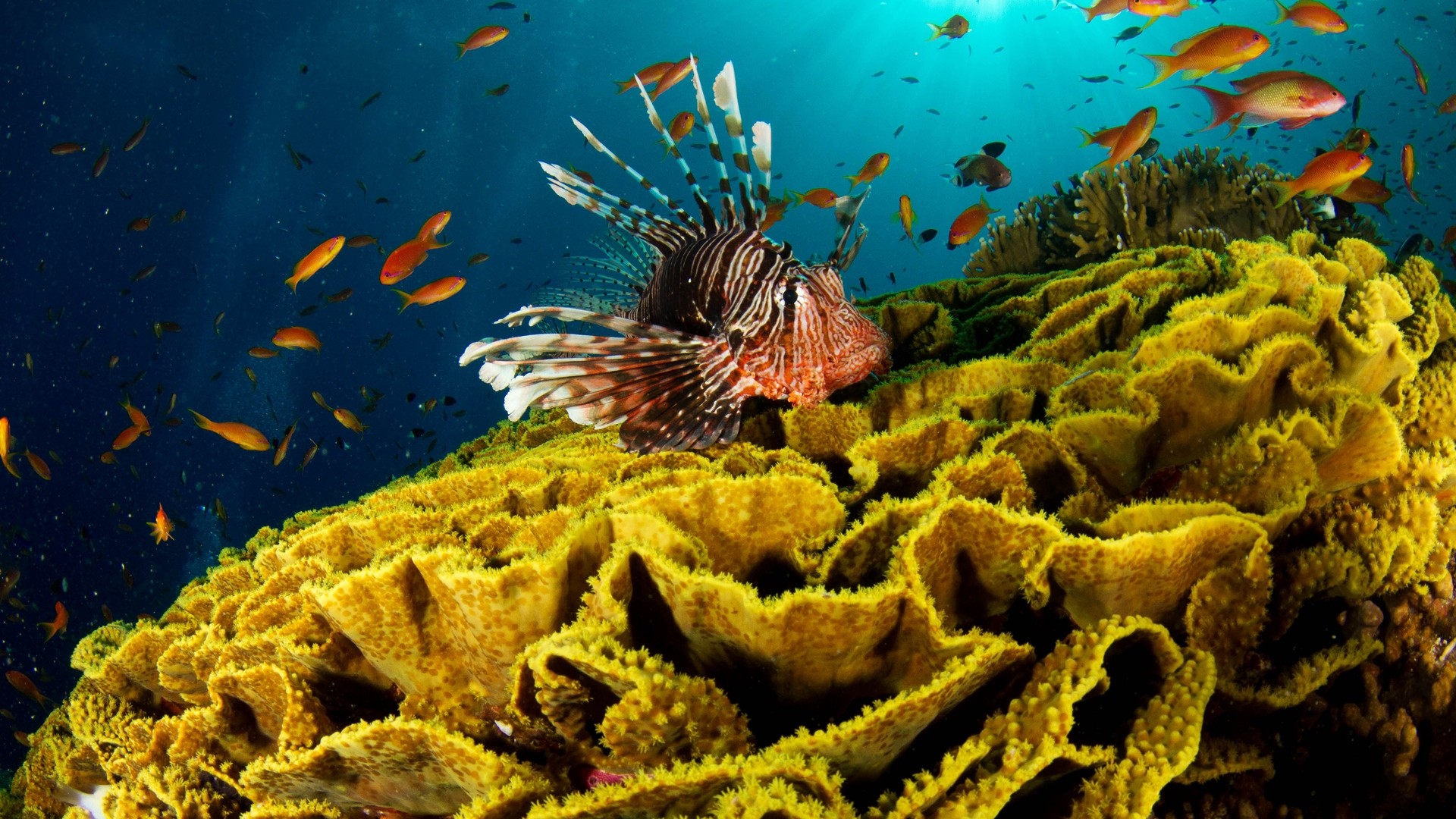 1920x1080  Wallpaper underwater, fish, corals