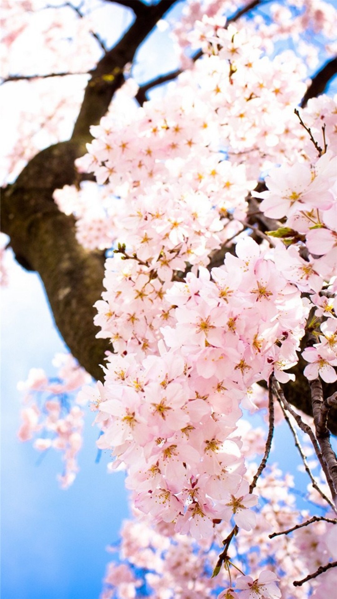 1080x1920 Bright Sunny Flowers Blossom Tree iPhone 8 wallpaper