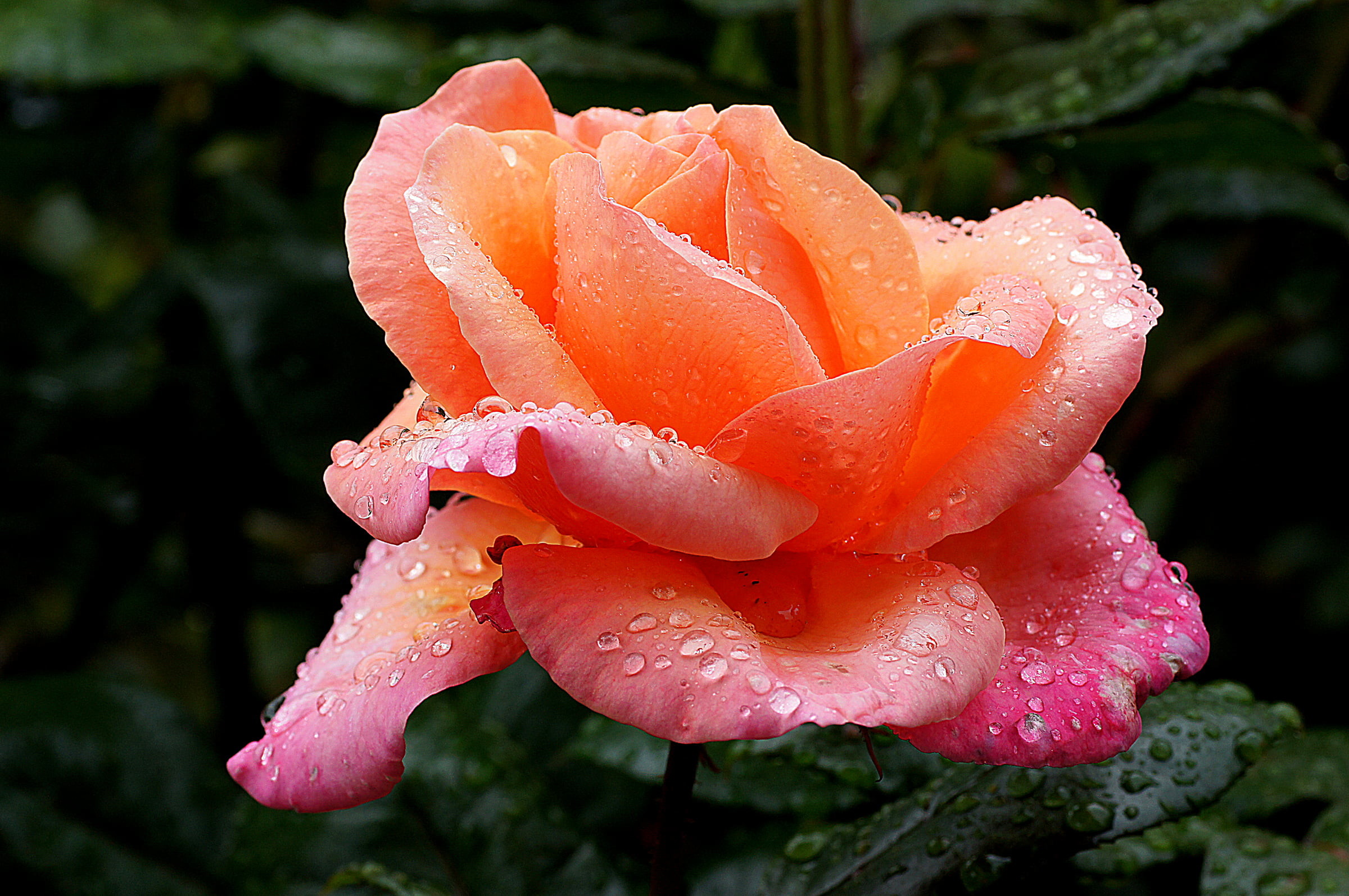2400x1595 orange and pink Rose flower macro photo