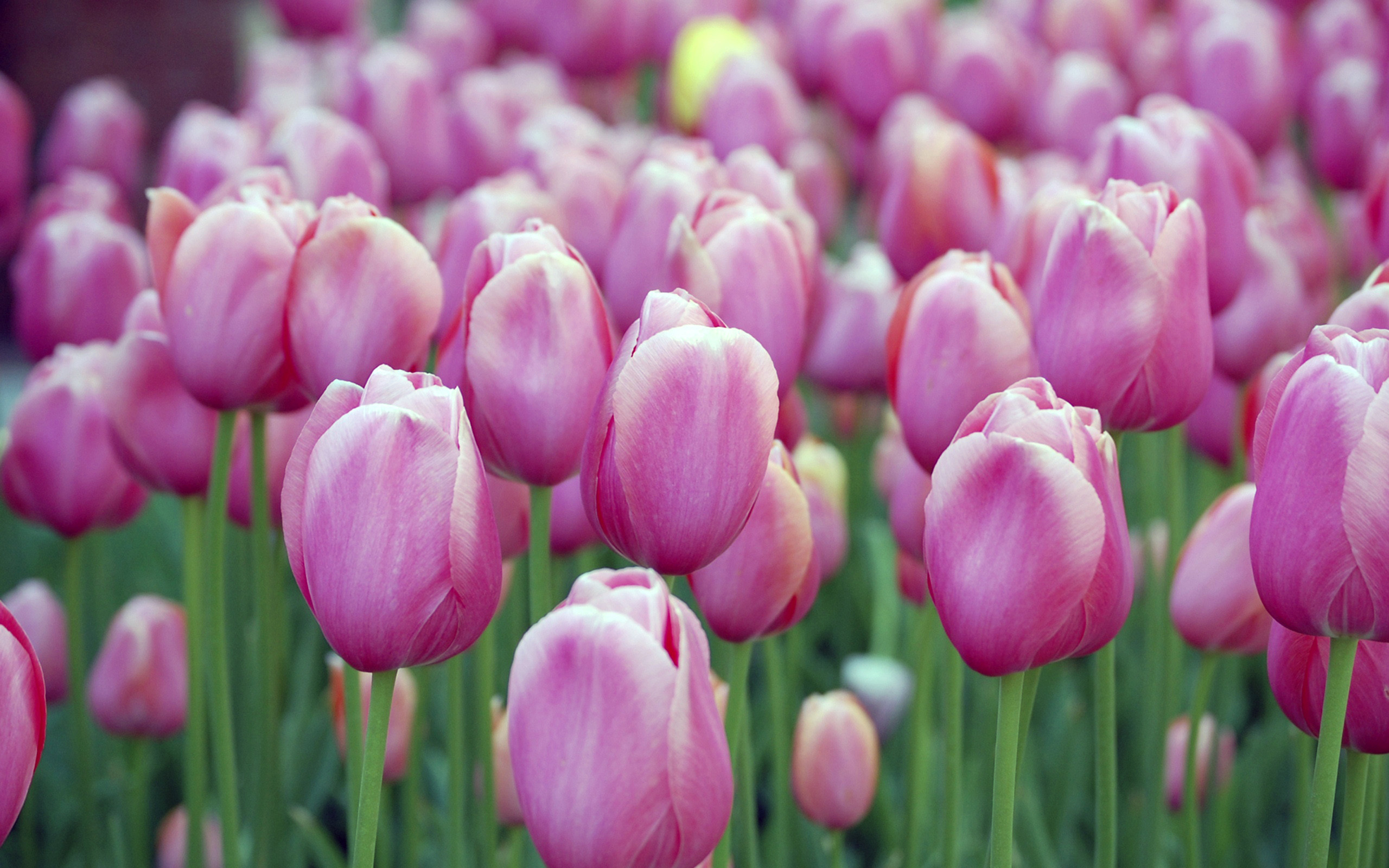 2560x1600 Pink Tulips