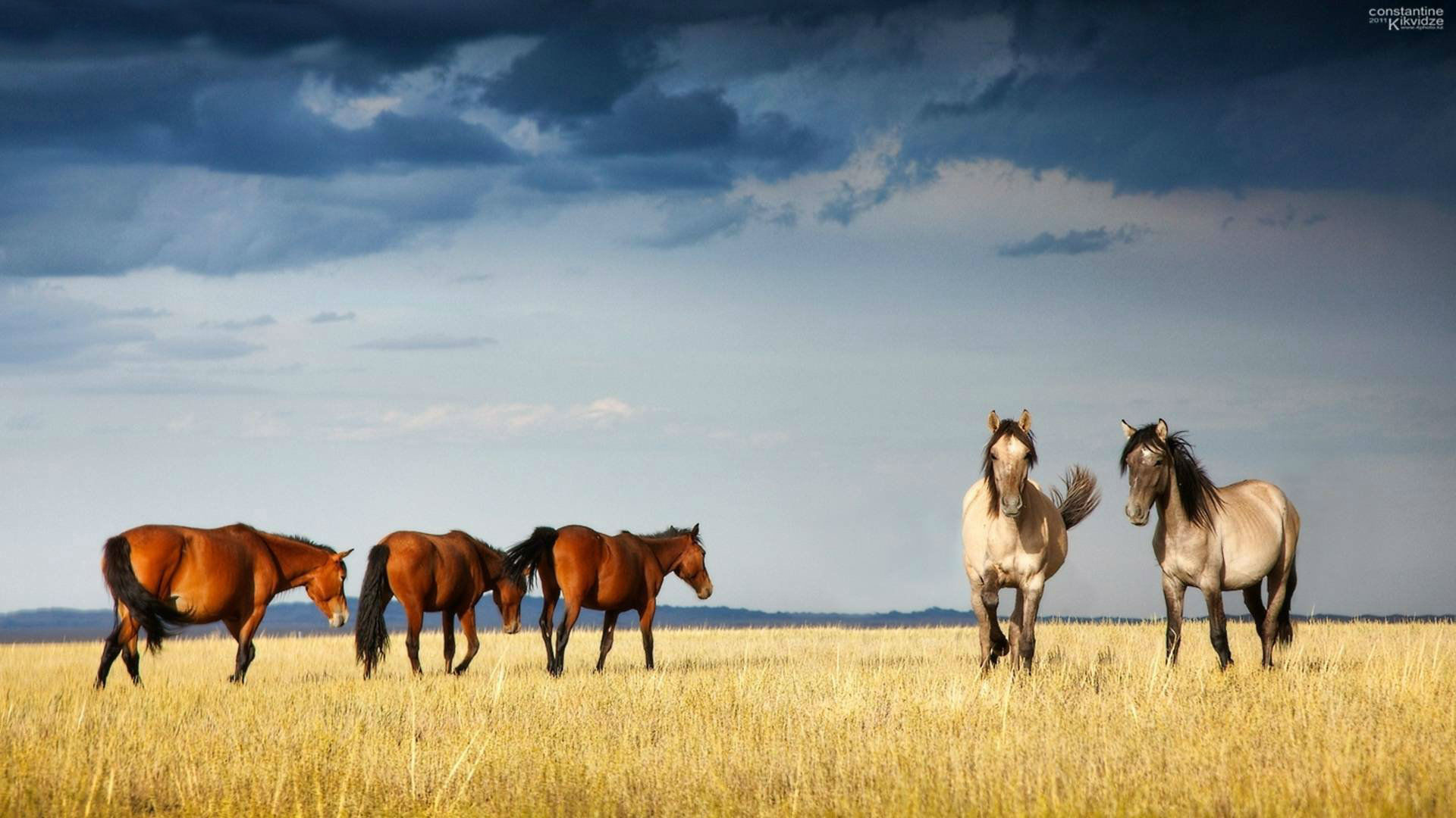 1920x1080 Horse Wallpaper – HD Picture – Horses Background