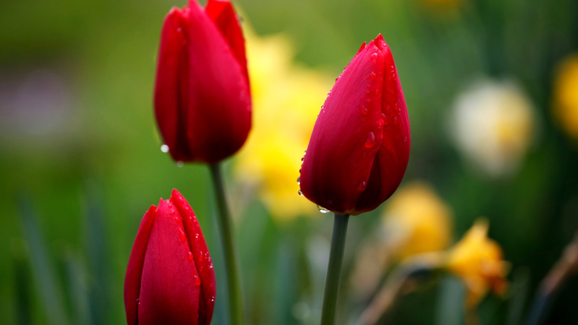 1920x1080 Red Tulip Flower HD Wallpapers