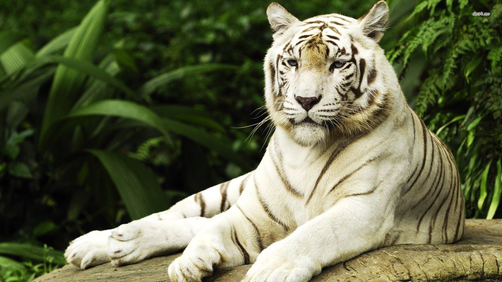 1920x1080 White Tiger Wallpapers HD Wallpaper Cave - HD Wallpapers