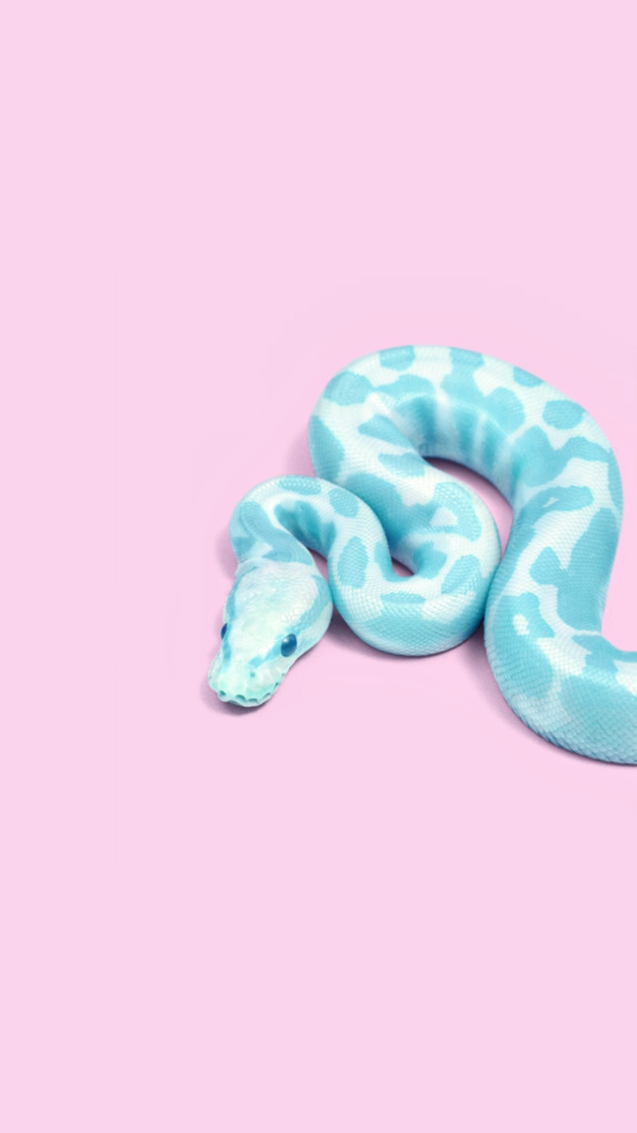 1242x2208 I usually hate snakes but I've gotta admit, it's really pretty! Wallpaper  Backgrounds ...