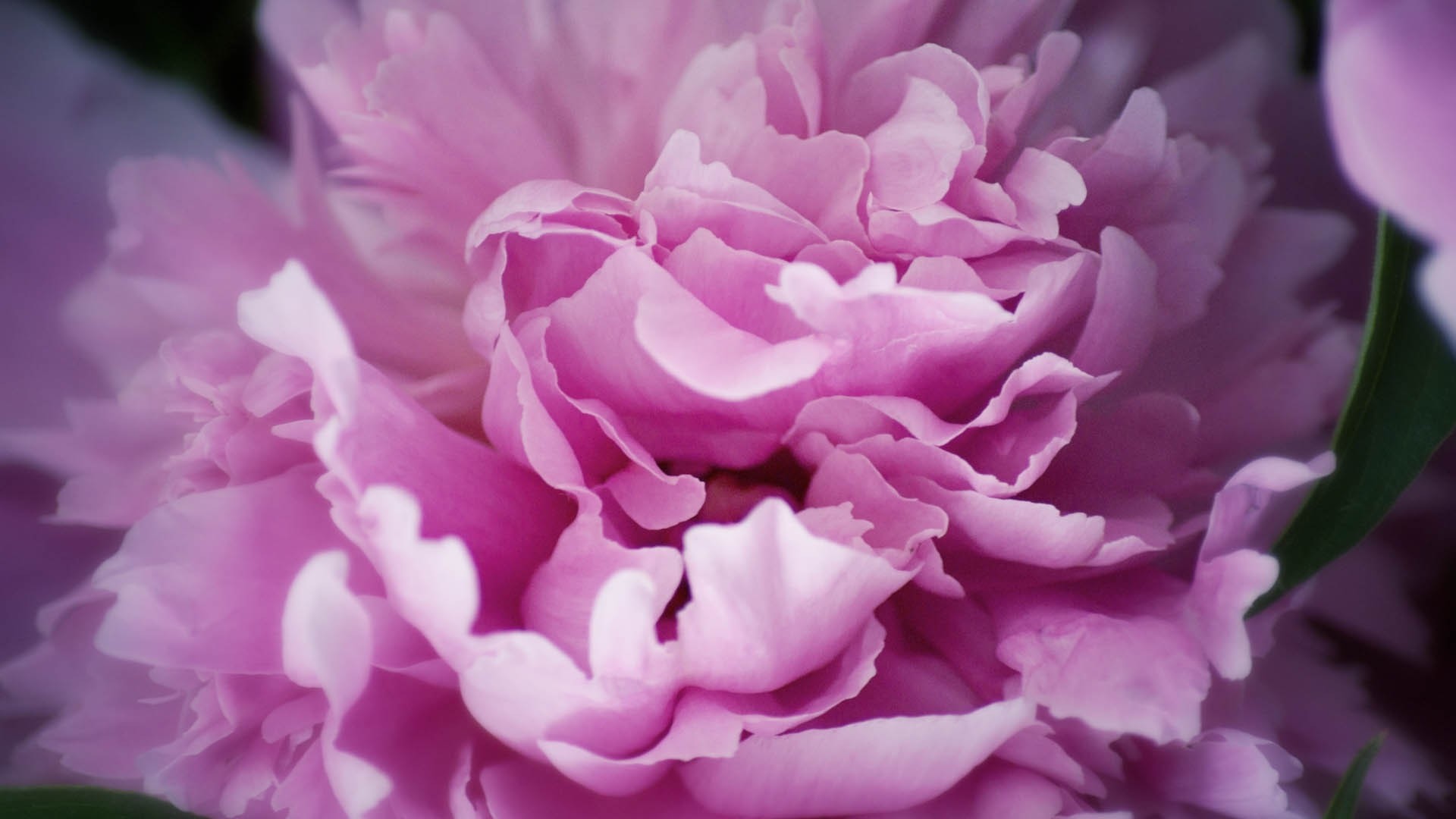 1920x1080 Preview wallpaper peony, flowers, plant 