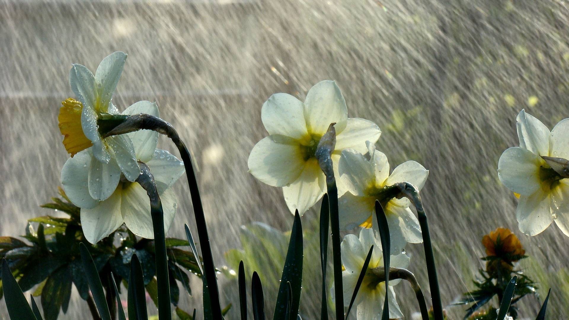1920x1080 Beautiful Rain on Flower Wallpaper HD Wallpapers 
