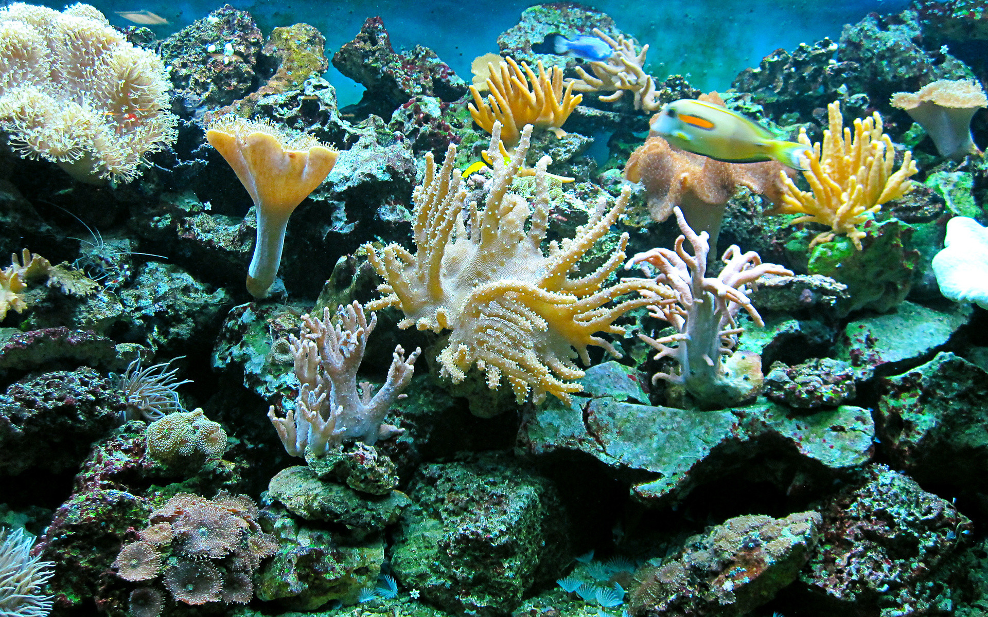 1920x1200 Sea underwater ocean reef fish wallpaper |  | 89267 | WallpaperUP