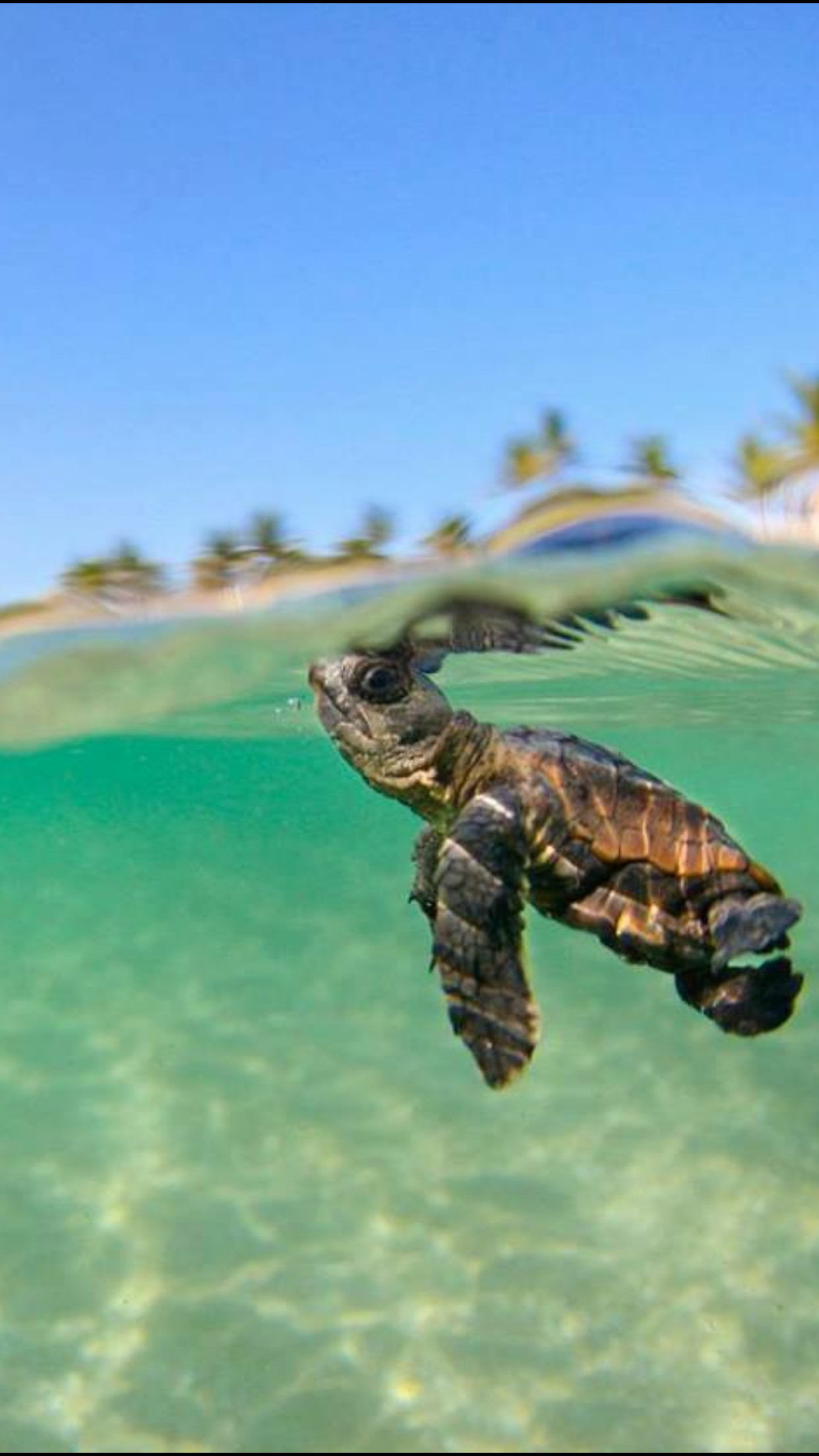 1242x2208 Just keep swimming . just keep swimming - baby sea turtle.
