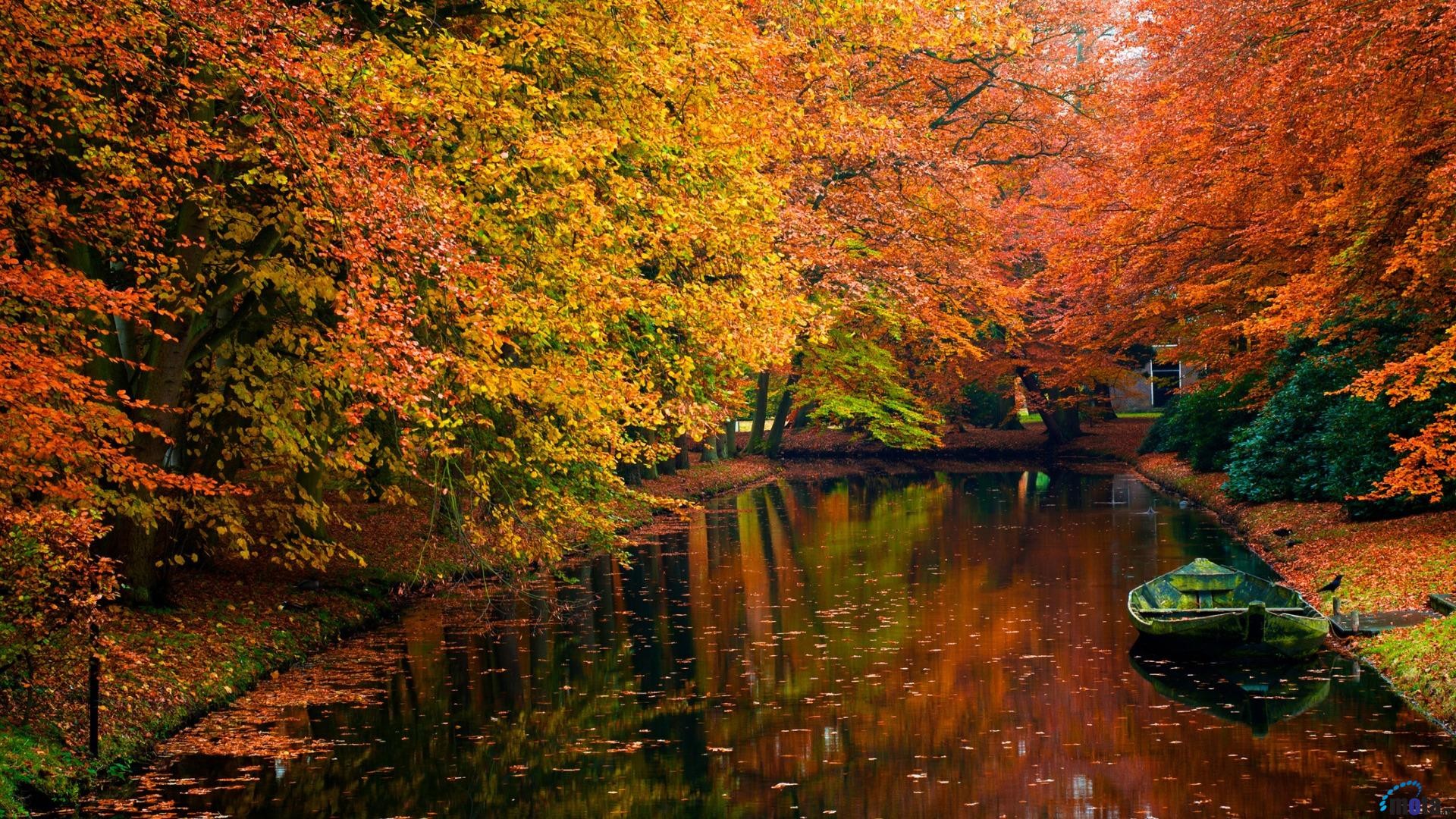 1920x1080 Download Wallpaper Autumn colors in the forest (1920 x 1080 HDTV 1080p .