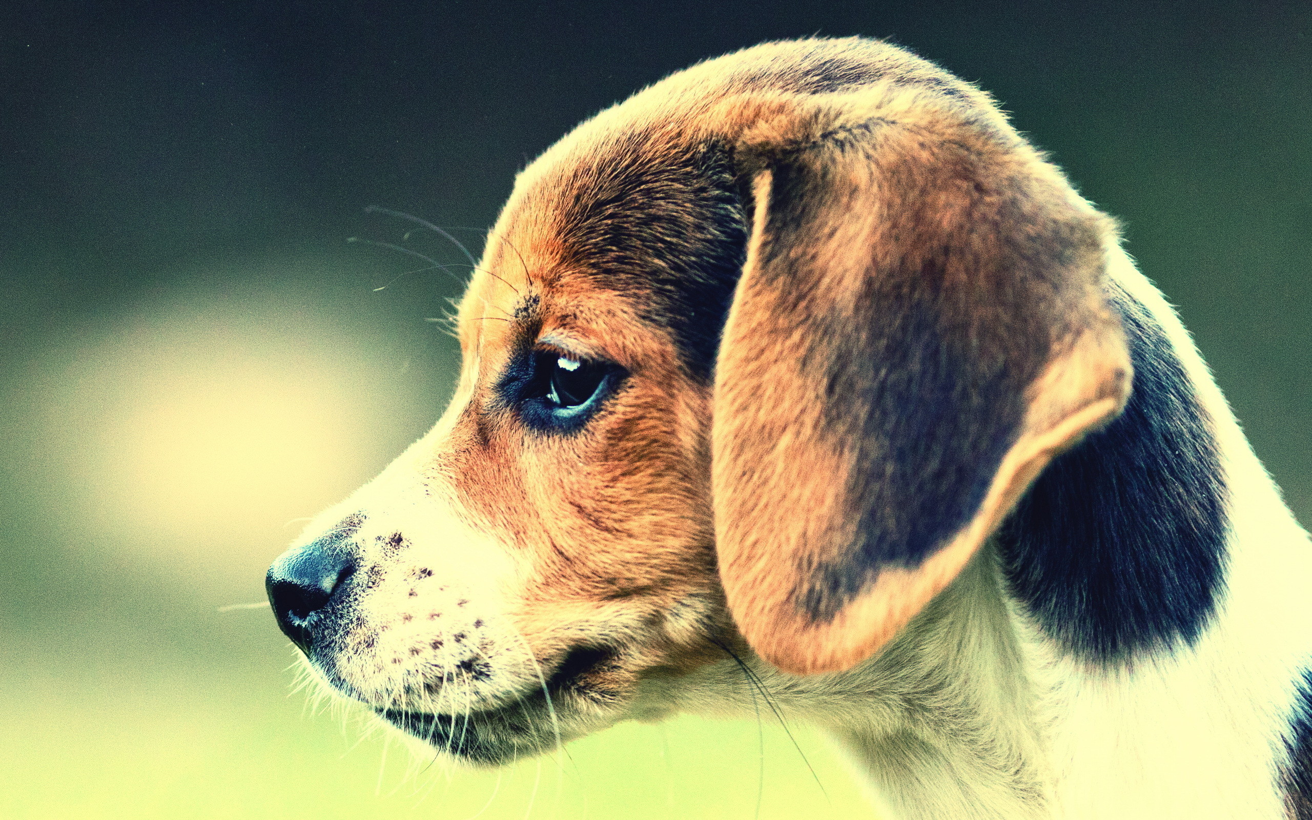 2560x1600 Dog Beagle wallpapers and images wallpapers pictures photos 