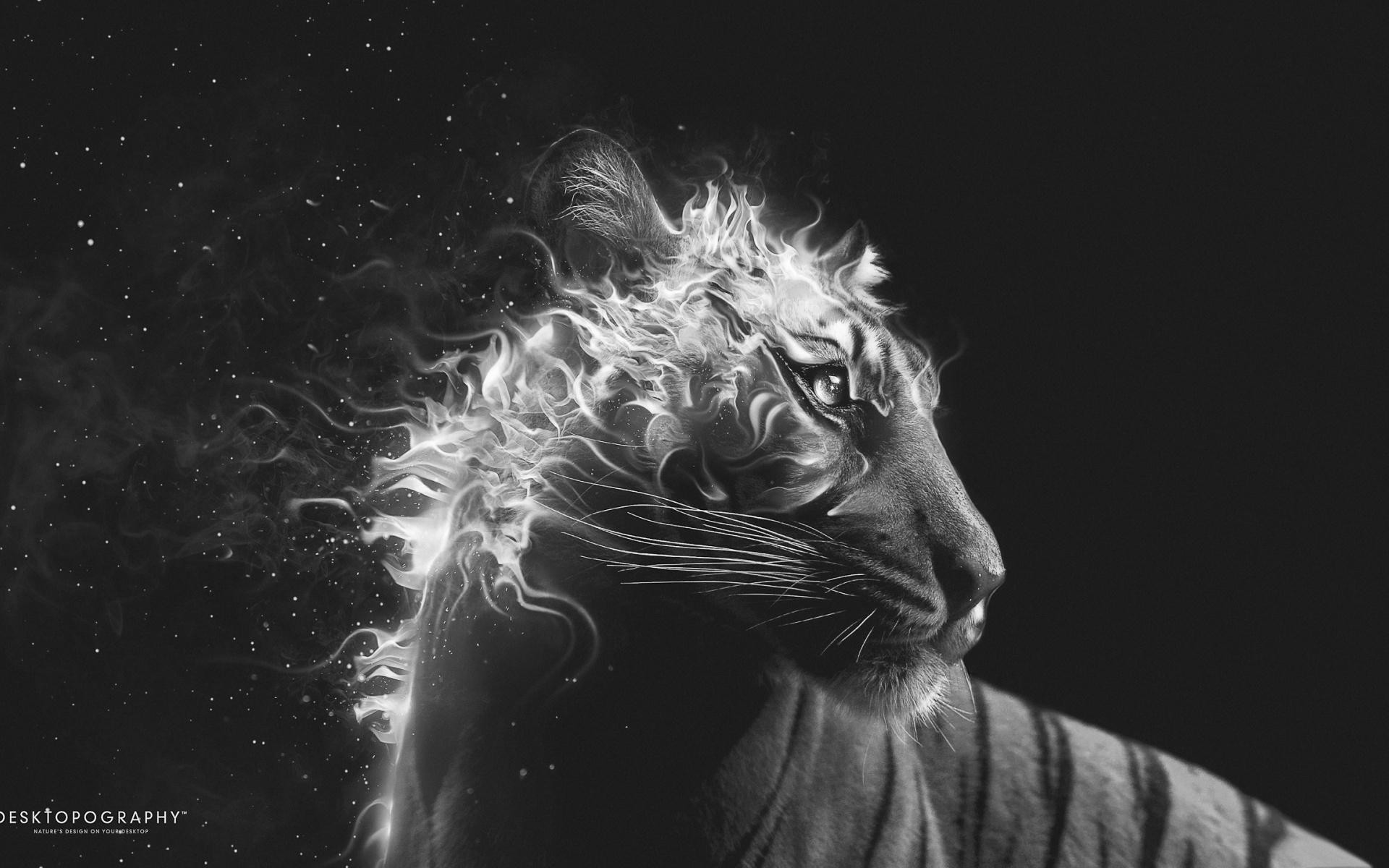 1920x1200 Tiger Head On Fire Black Background Animal Fantasy HD wallpaper for free