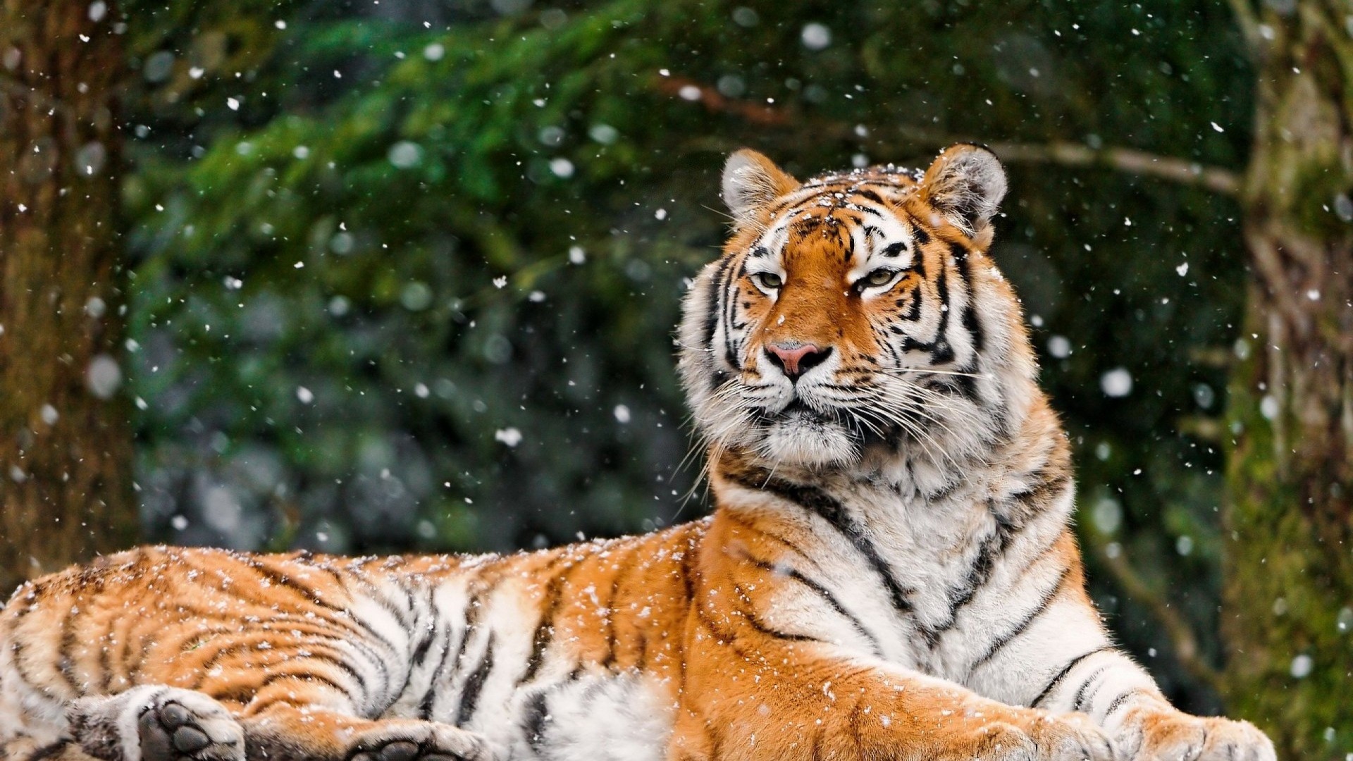 1920x1080  Wallpaper tiger, snow, lying, animal