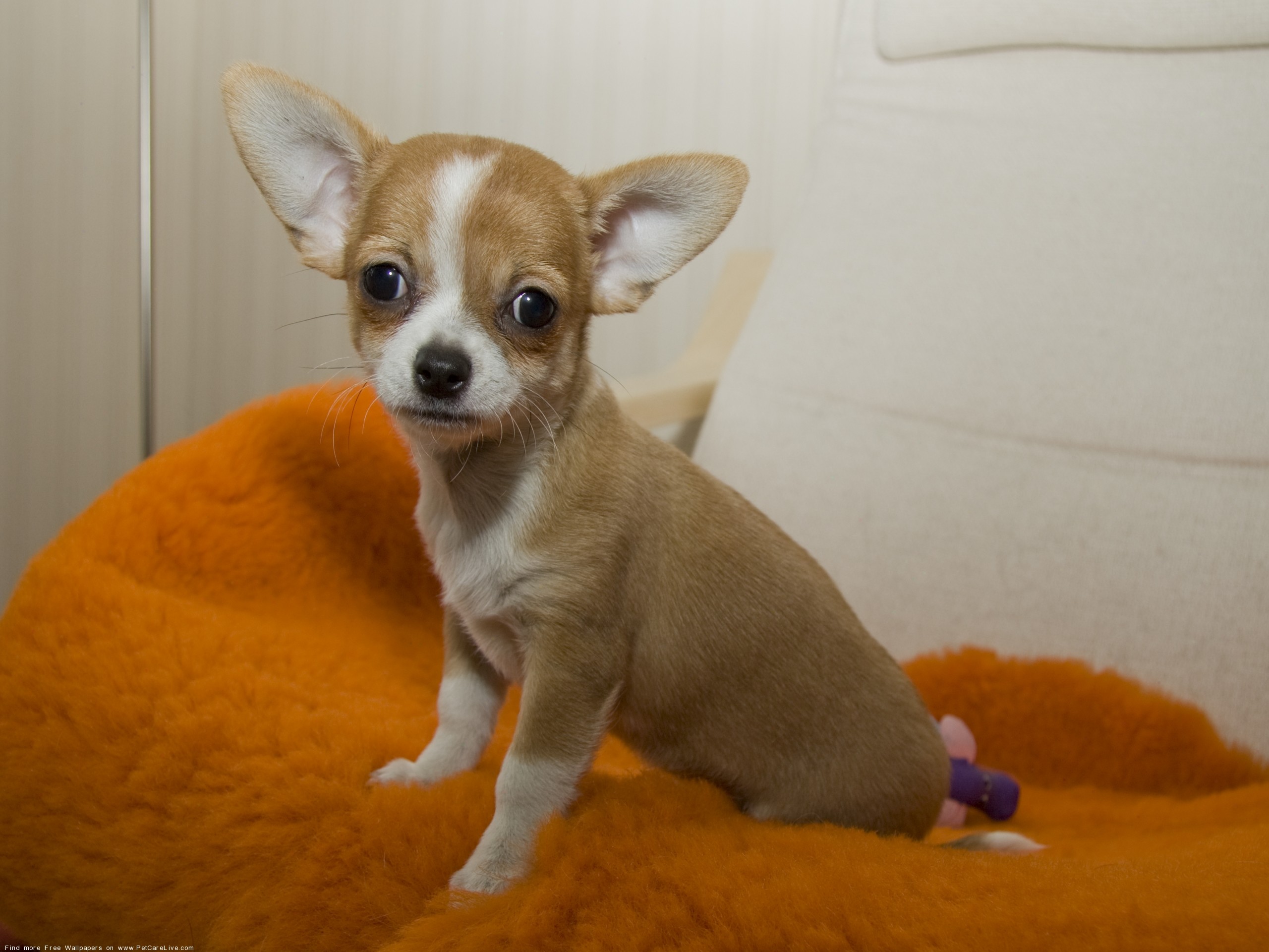2560x1920 The Free Chihuahua dog Desktop wallpaper pictures online for PC .
