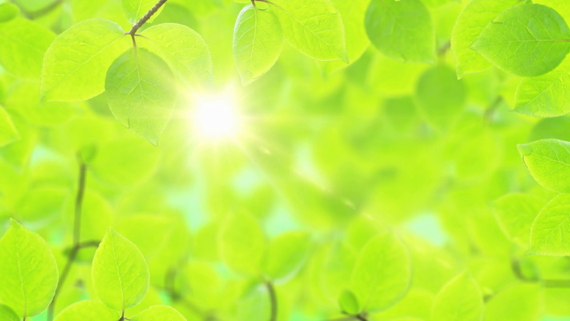 1920x1080 Spring background, Natural frame of beautiful green tree leaves reveals the  soft light of the sun. Motion Background - VideoBlocks