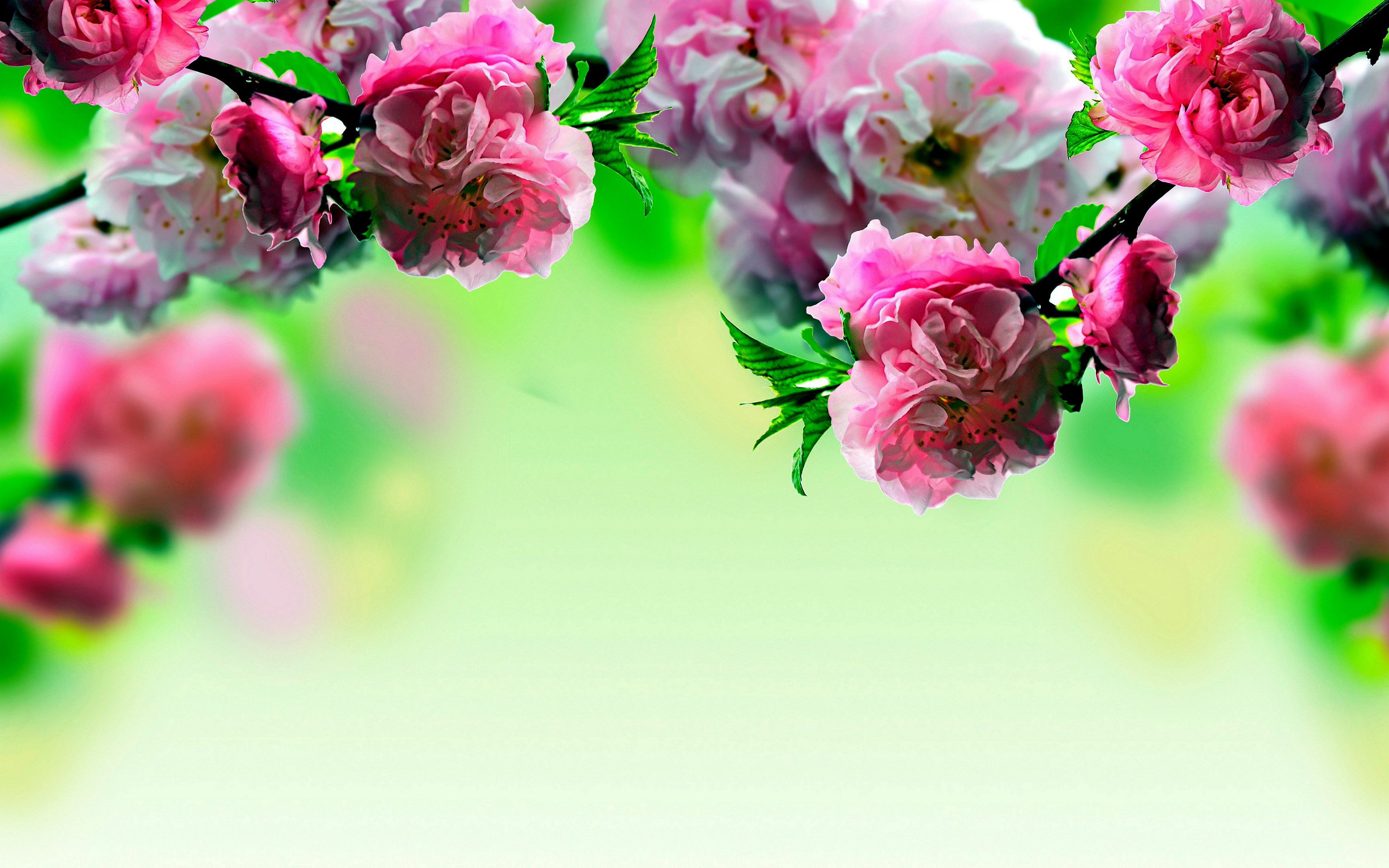3456x2160 GL; Spring Flowers Wallpaper Desktop #h4464640, 6.42 Mb ...