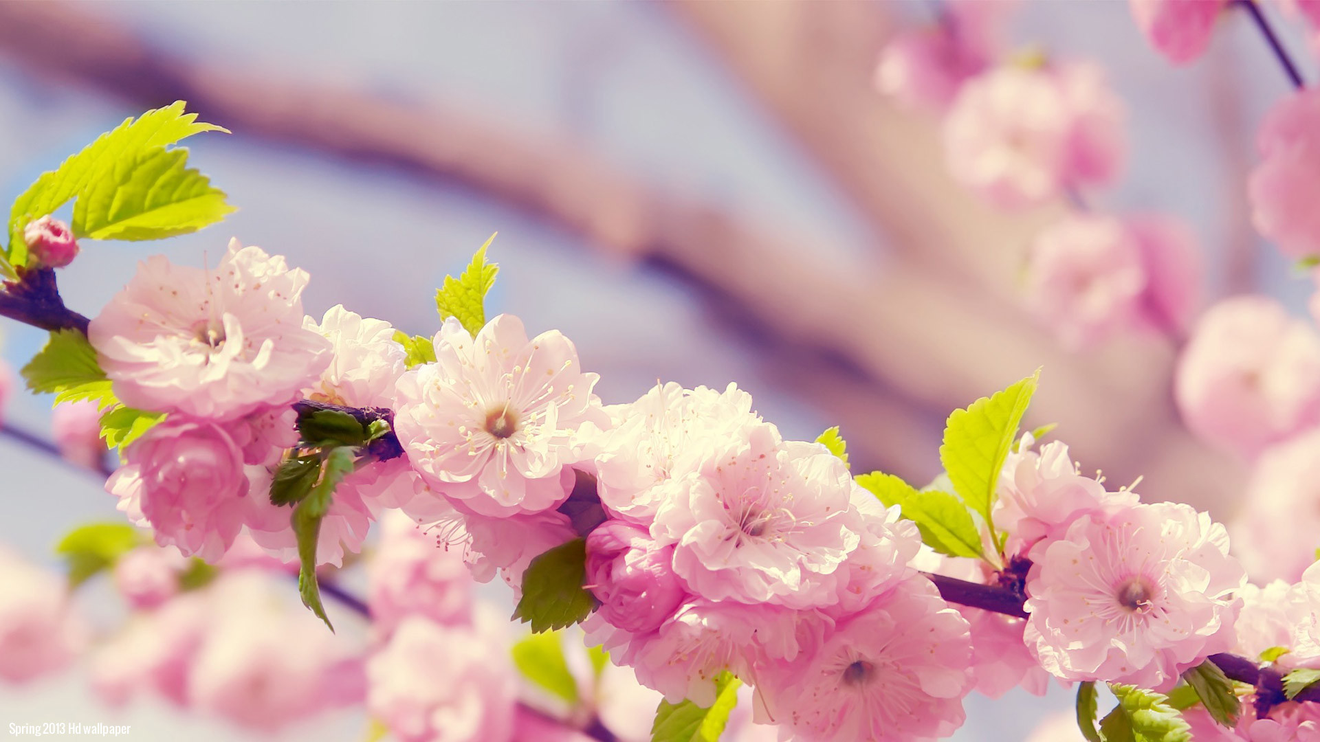 1920x1080 Beautiful Spring Flowers Images, Pictures and Wallpapers | Flower .