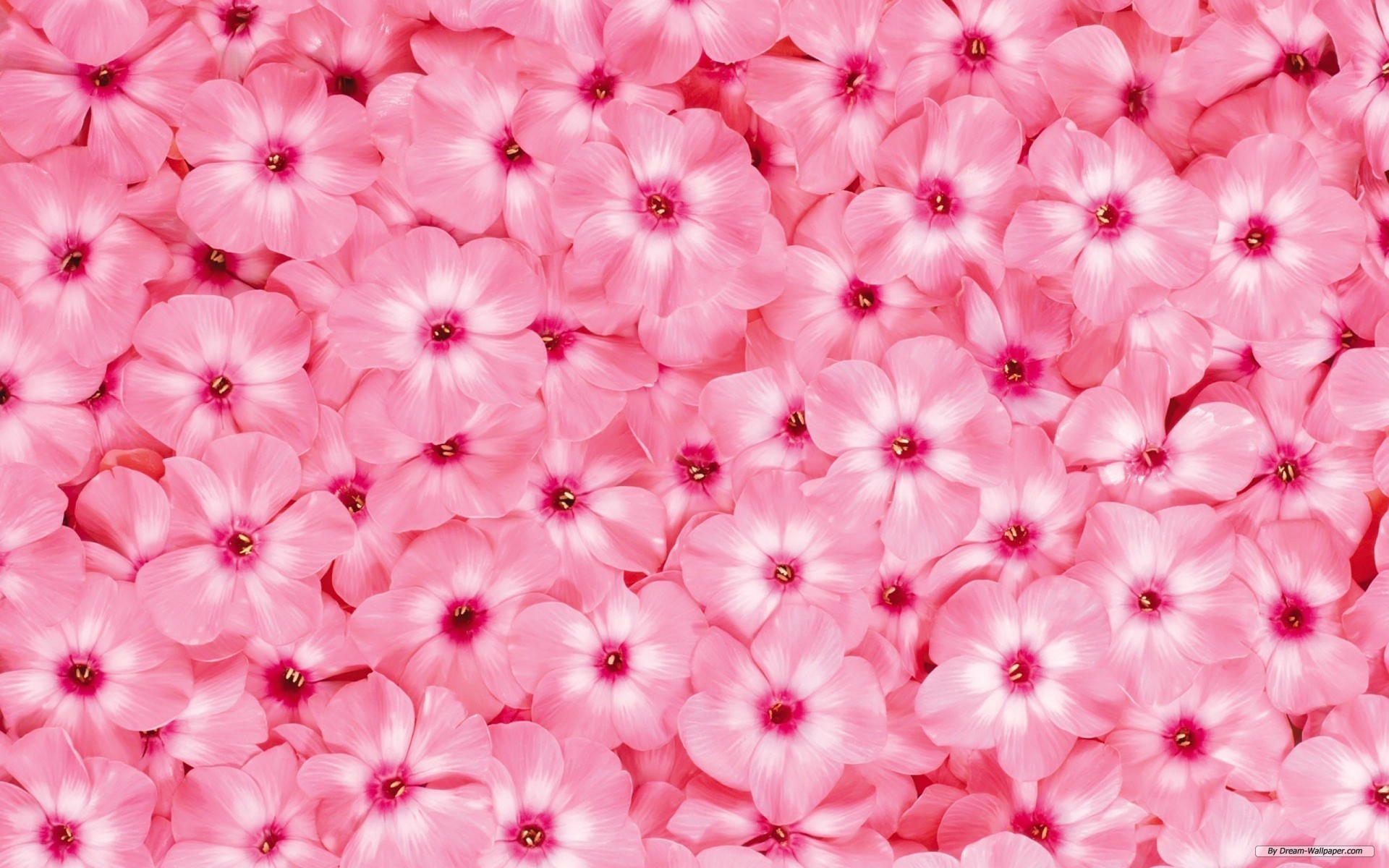 1920x1200  Spring Background Pixelstalk. Wallpaper Flower Beautiful. Flowers  Wallpapers Wallpapersafari