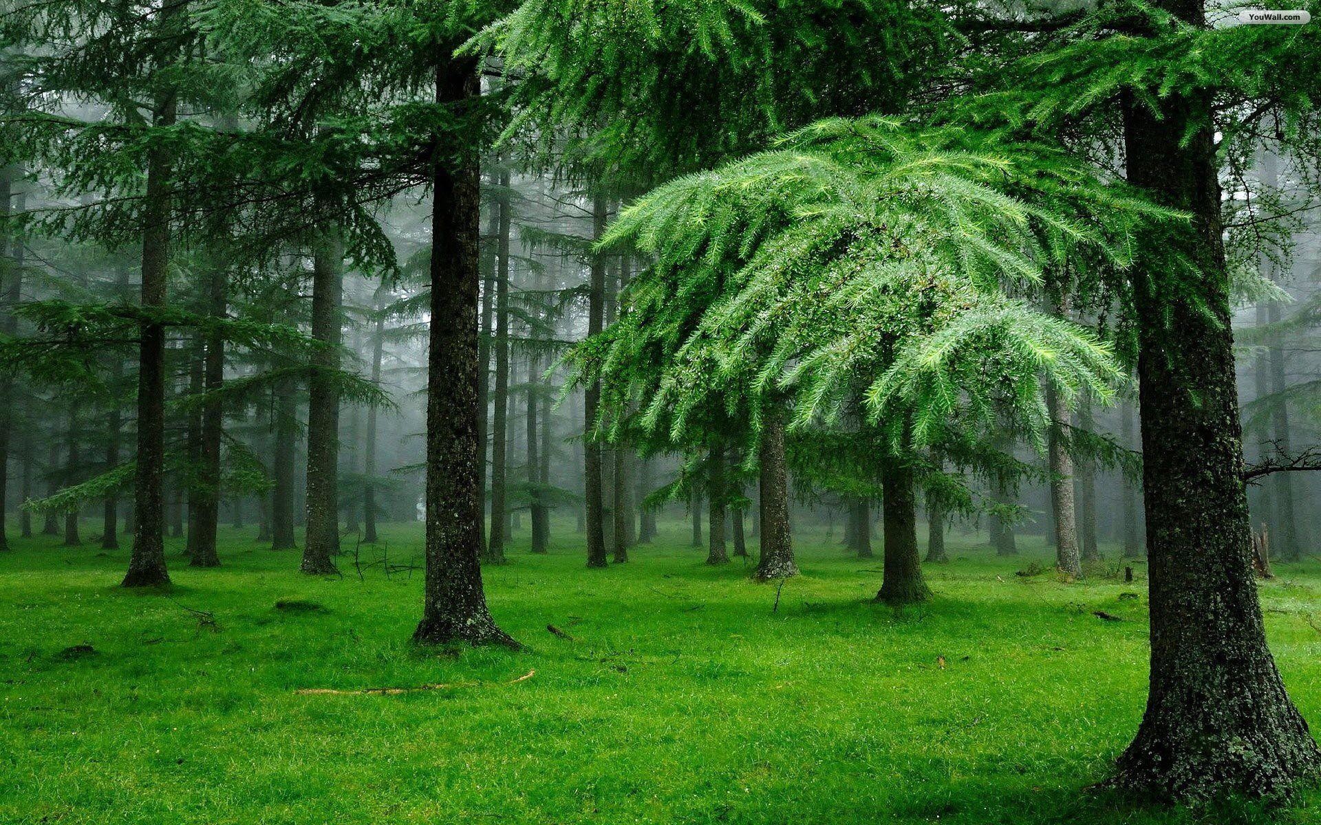 1920x1200 Pine Forest Wallpaper | Download Wallpapers